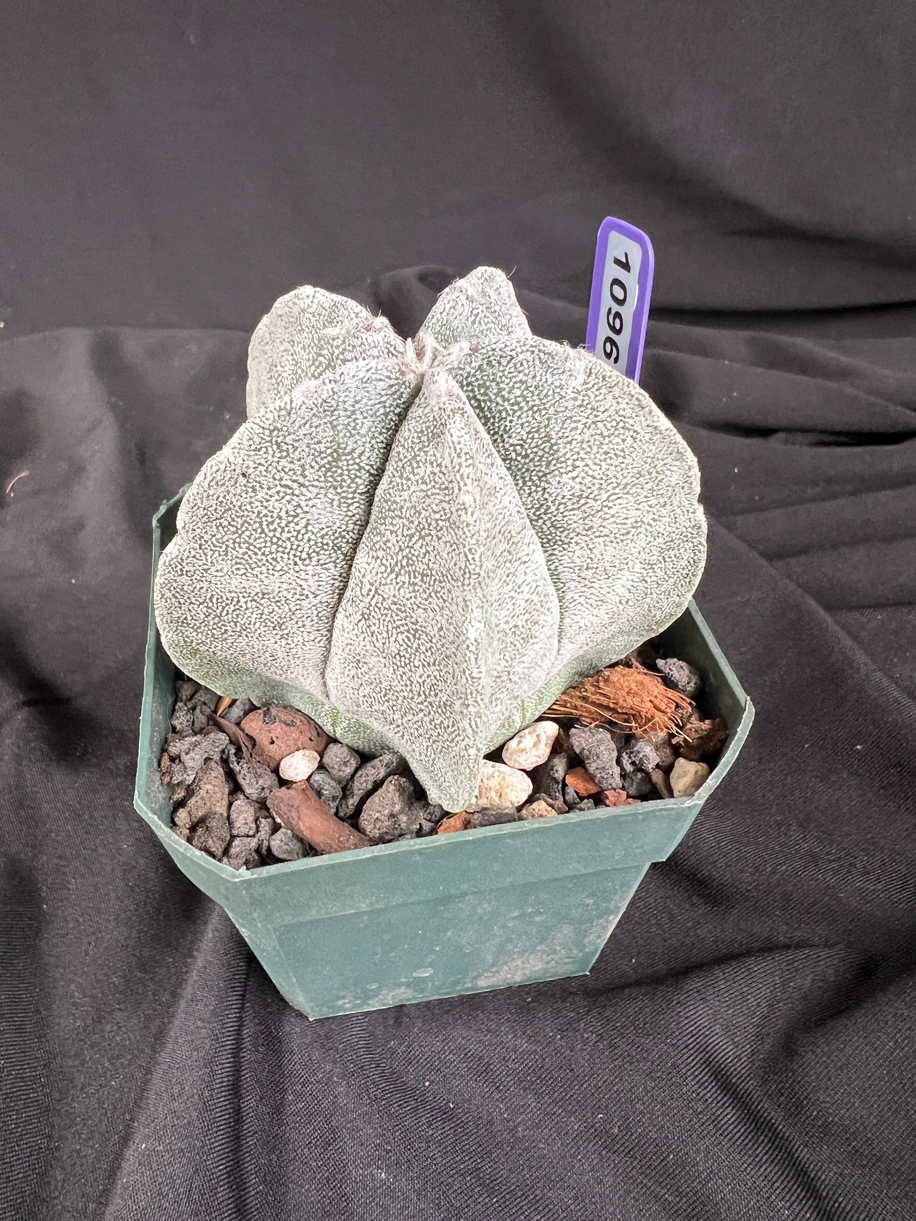 Astrophytum Myriostigma cv. Coahuilense cactus - 1096