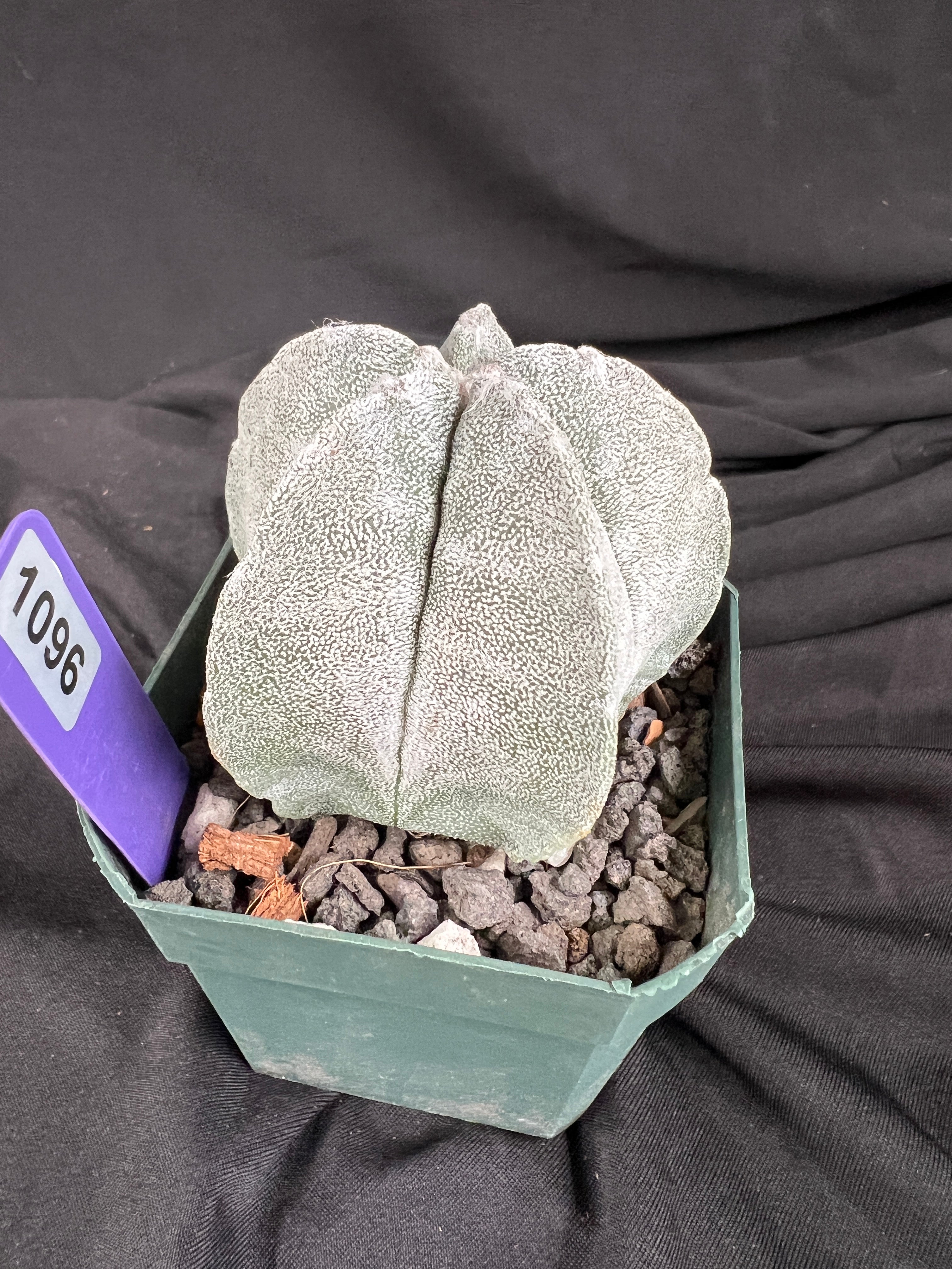 Astrophytum Myriostigma cv. Coahuilense cactus - 1096