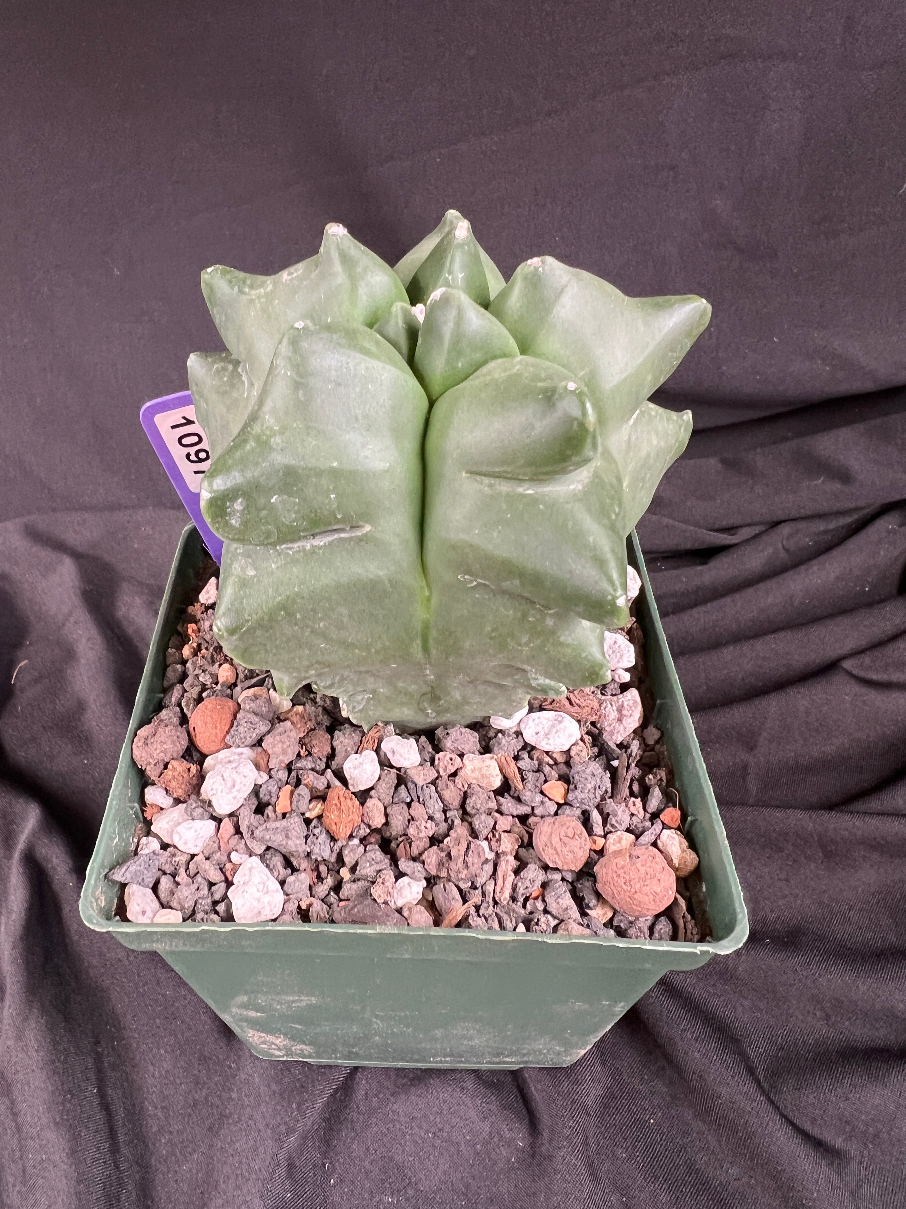 Astrophytum Myriostigma cv. Kikko 'Jester' - 1097