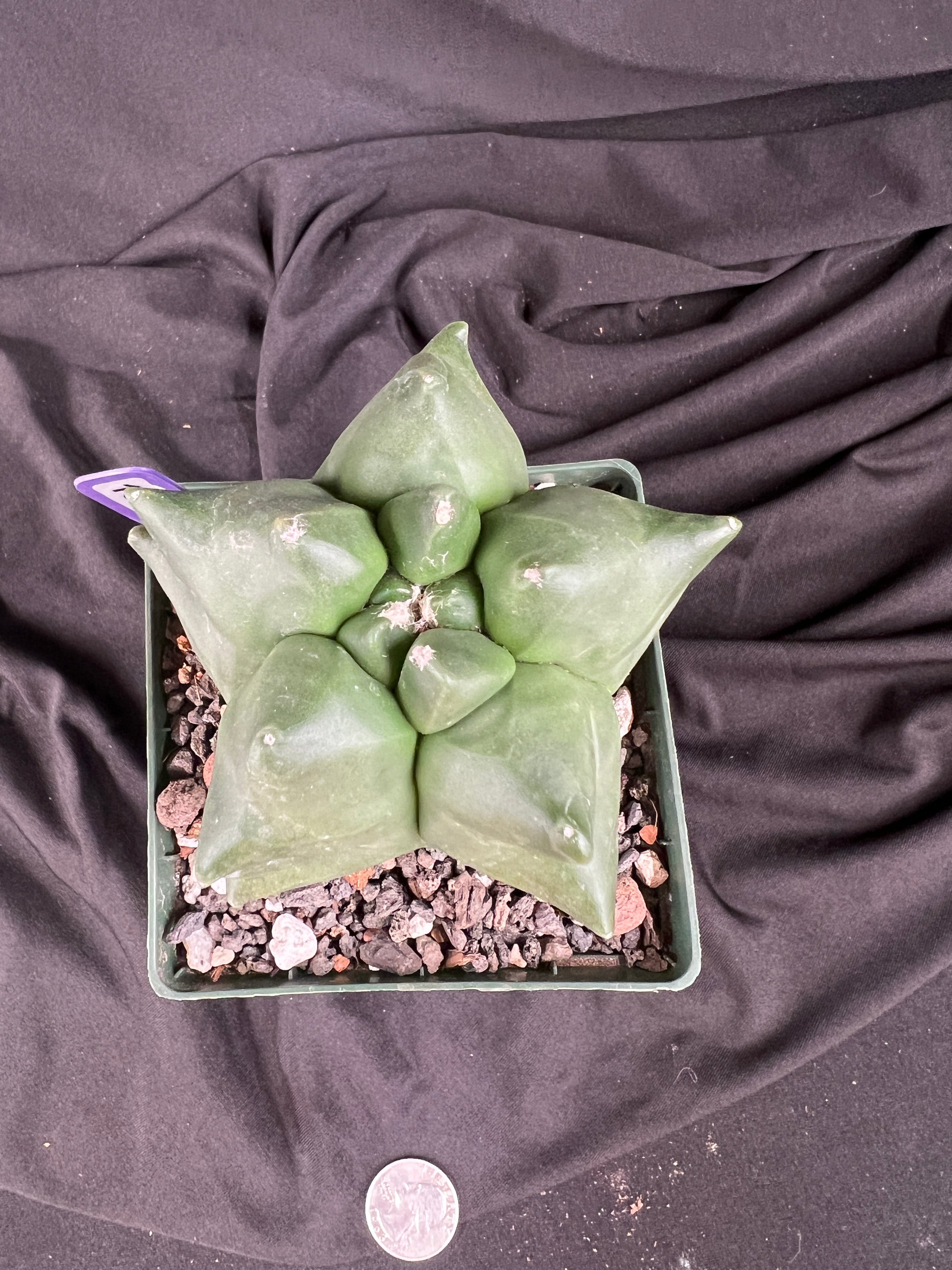 Astrophytum Myriostigma cv. Kikko 'Jester' - 1097