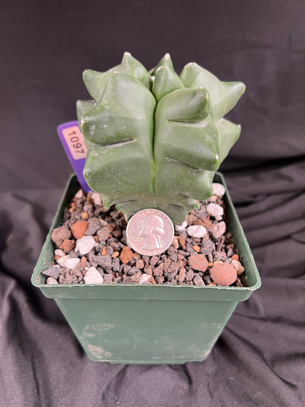 Astrophytum Myriostigma cv. Kikko 'Jester' - 1097
