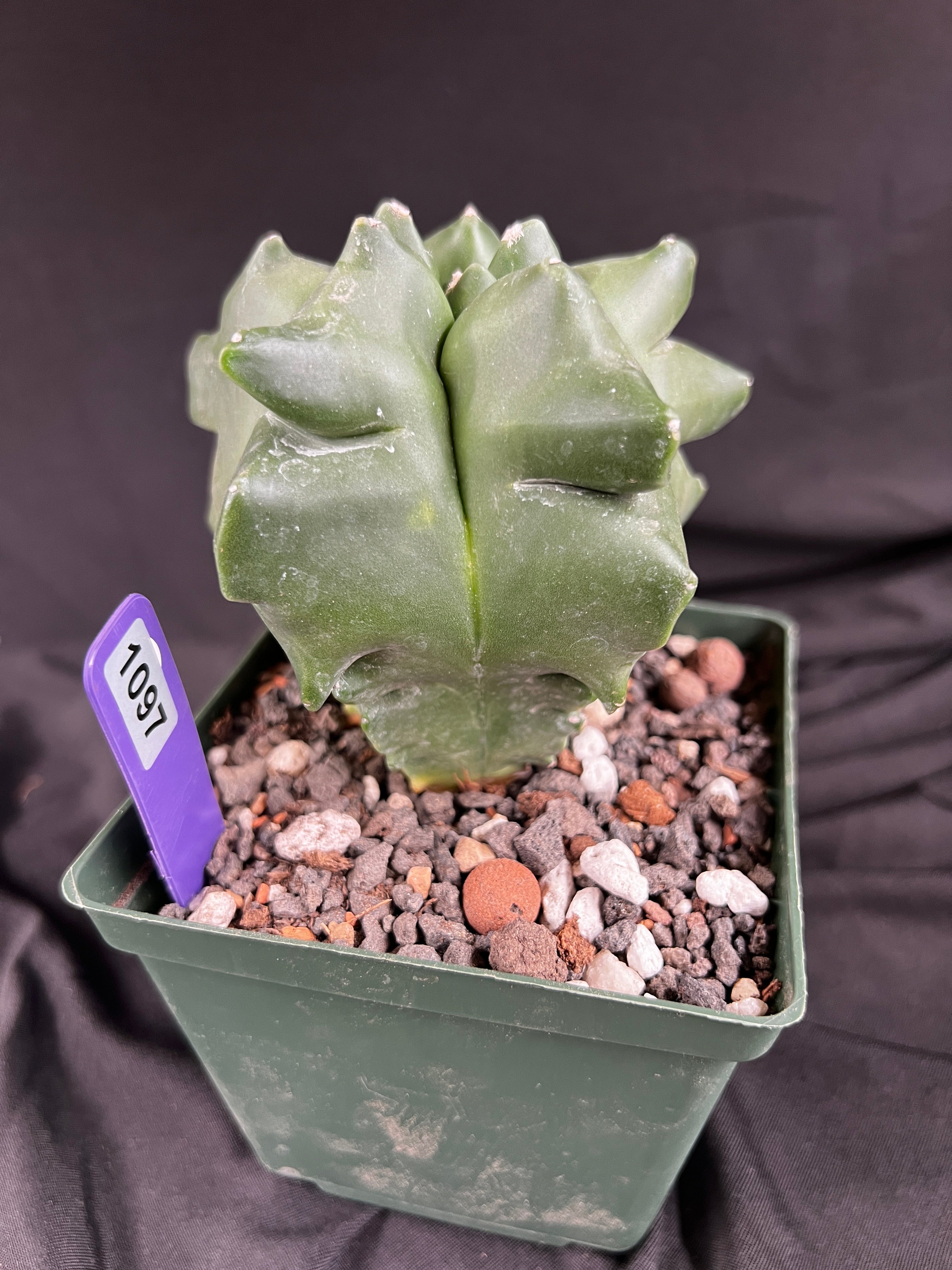 Astrophytum Myriostigma cv. Kikko 'Jester' - 1097