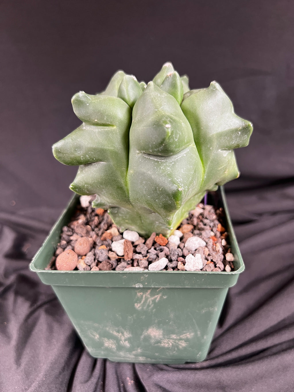 Astrophytum Myriostigma cv. Kikko 'Jester' - 1097