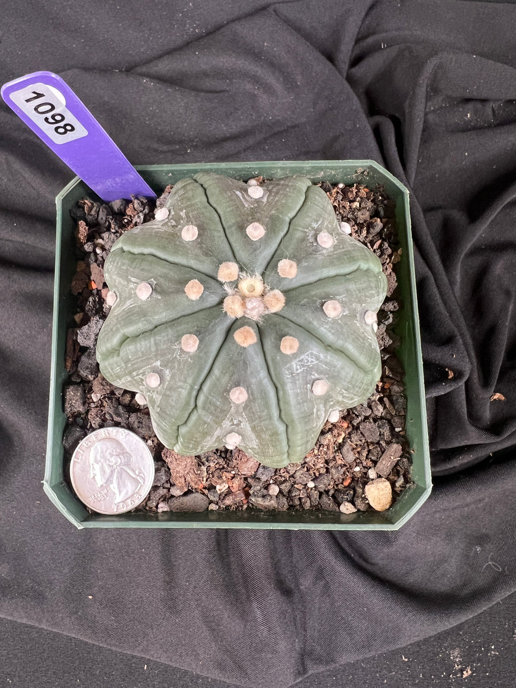 Astrophytum Asterias cv. Star Type - 'Squid Legs' cactus - 1098