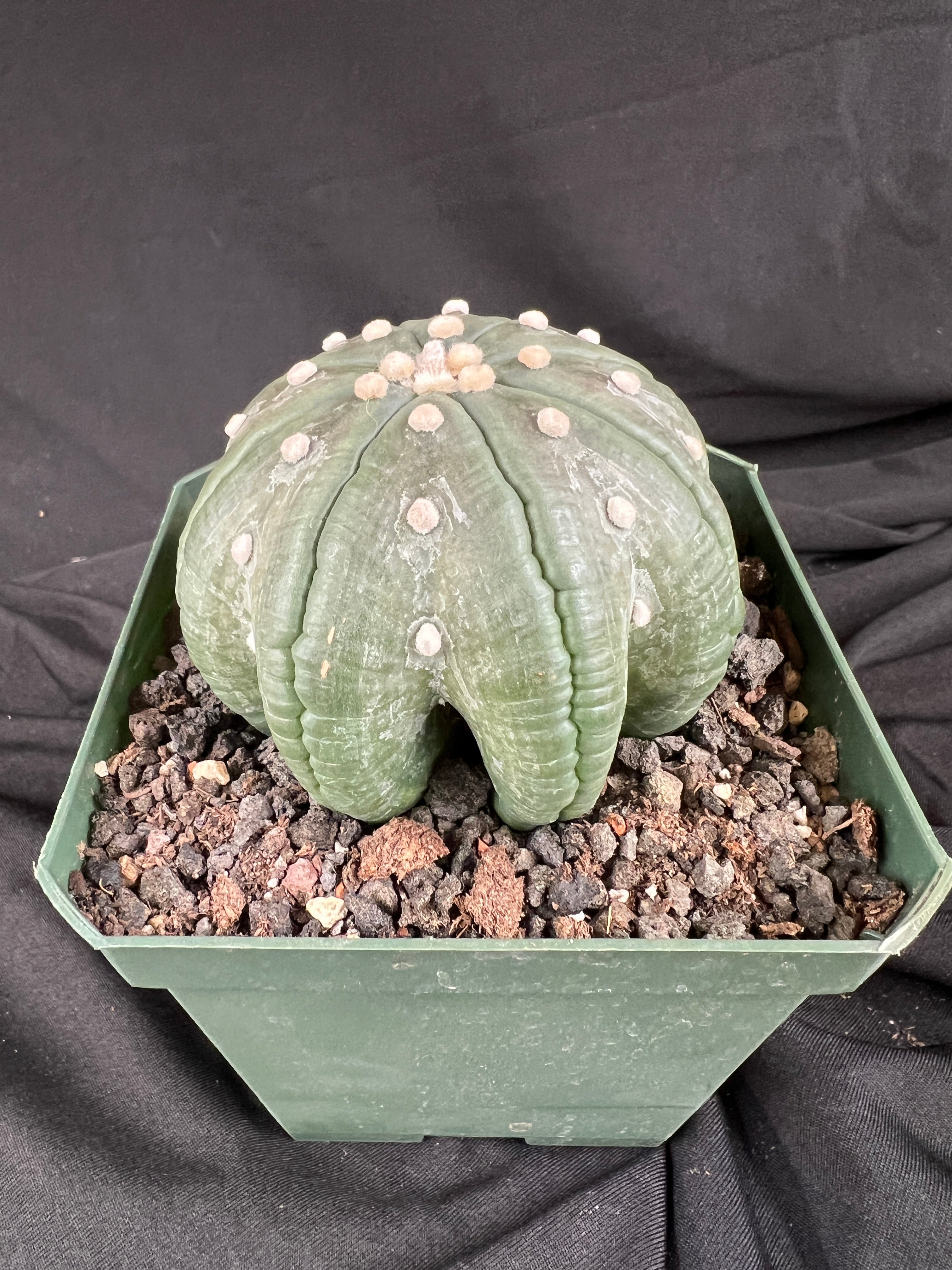 Astrophytum Asterias cv. Star Type - 'Squid Legs' cactus - 1098