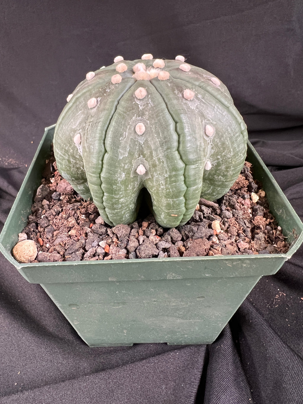 Astrophytum Asterias cv. Star Type - 'Squid Legs' cactus - 1098