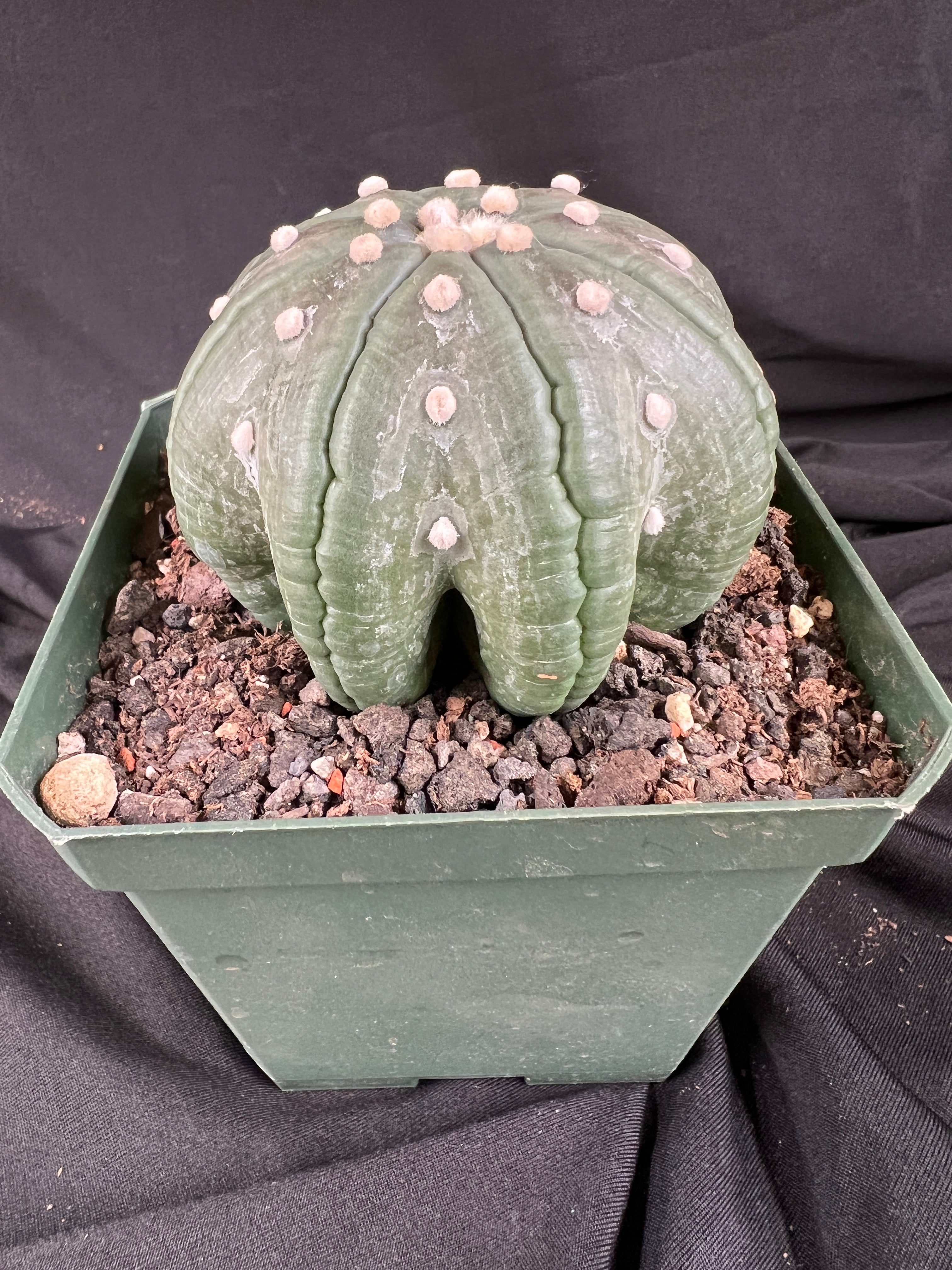Astrophytum Asterias cv. Star Type - 'Squid Legs' cactus - 1098