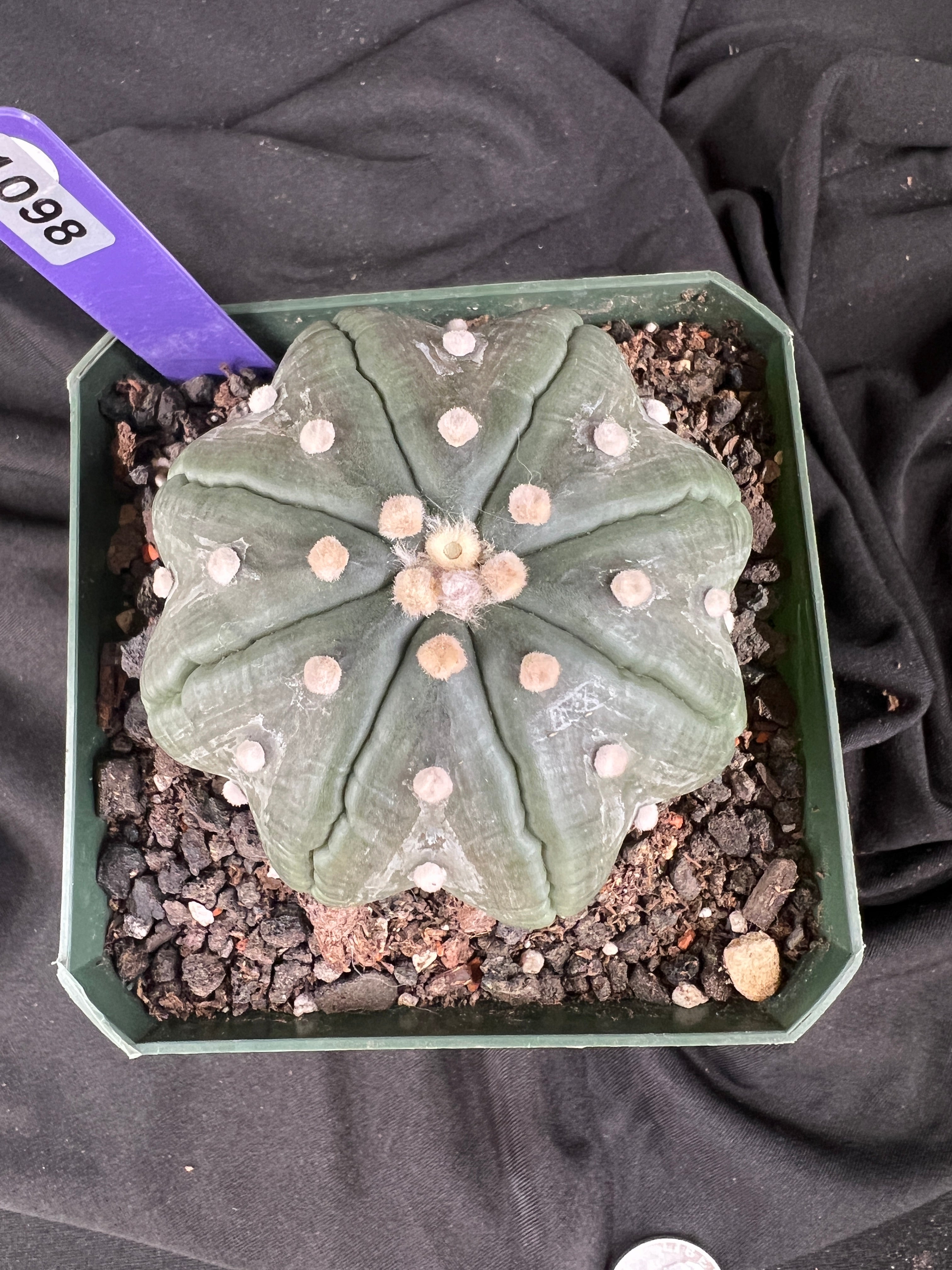 Astrophytum Asterias cv. Star Type - 'Squid Legs' cactus - 1098