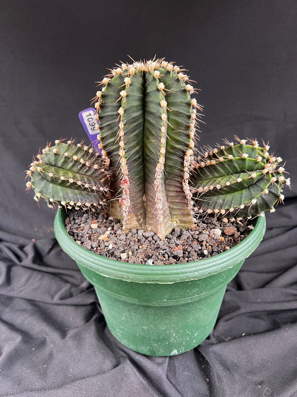 Gymnocalycium Friedrichii cv. VOS 1241 - 'Jet Plane' - 1099