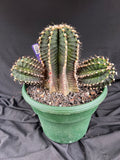 Gymnocalycium Friedrichii cv. VOS 1241 - 'Jet Plane' - 1099