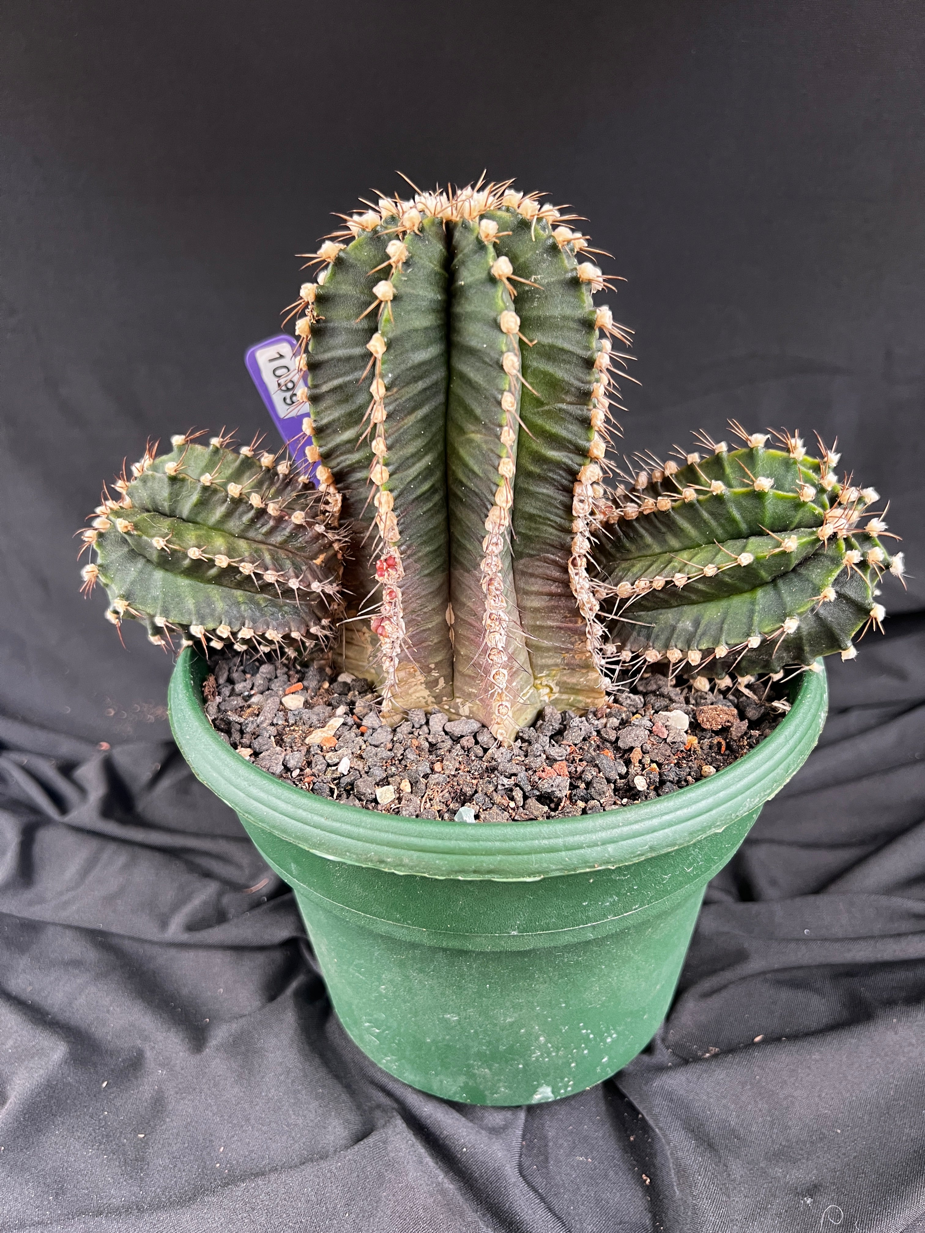Gymnocalycium Friedrichii cv. VOS 1241 - 'Jet Plane' - 1099