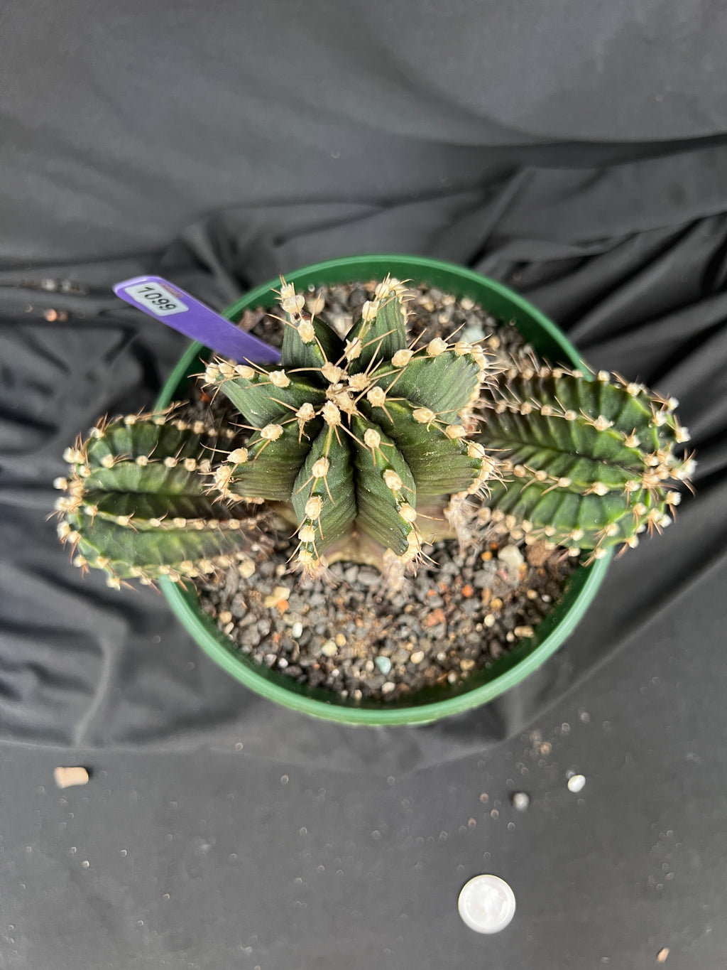 Gymnocalycium Friedrichii cv. VOS 1241 - 'Jet Plane' - 1099