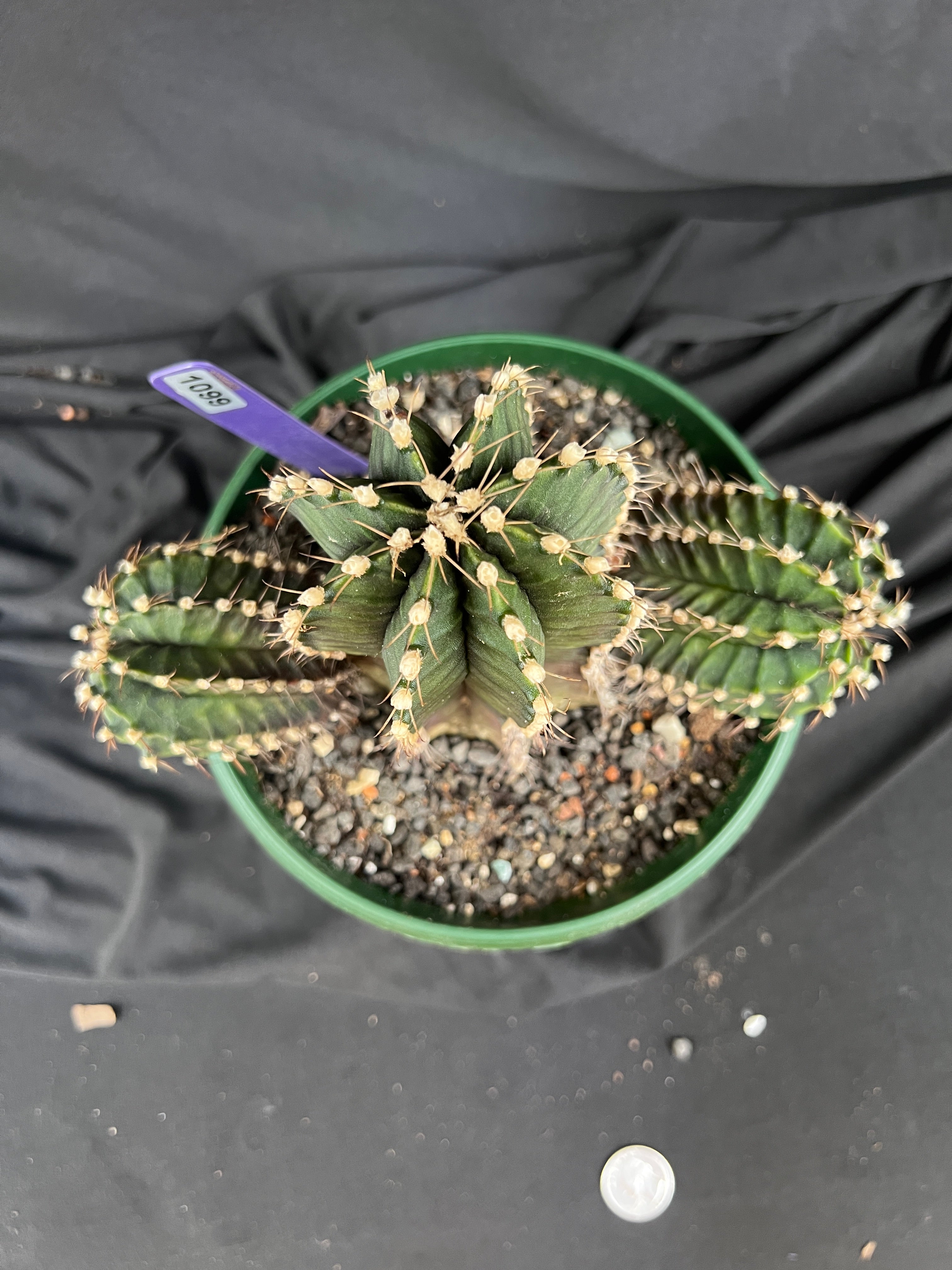 Gymnocalycium Friedrichii cv. VOS 1241 - 'Jet Plane' - 1099