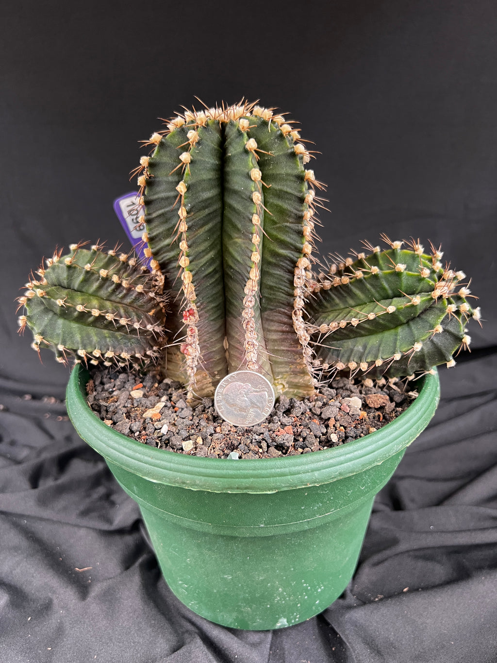 Gymnocalycium Friedrichii cv. VOS 1241 - 'Jet Plane' - 1099
