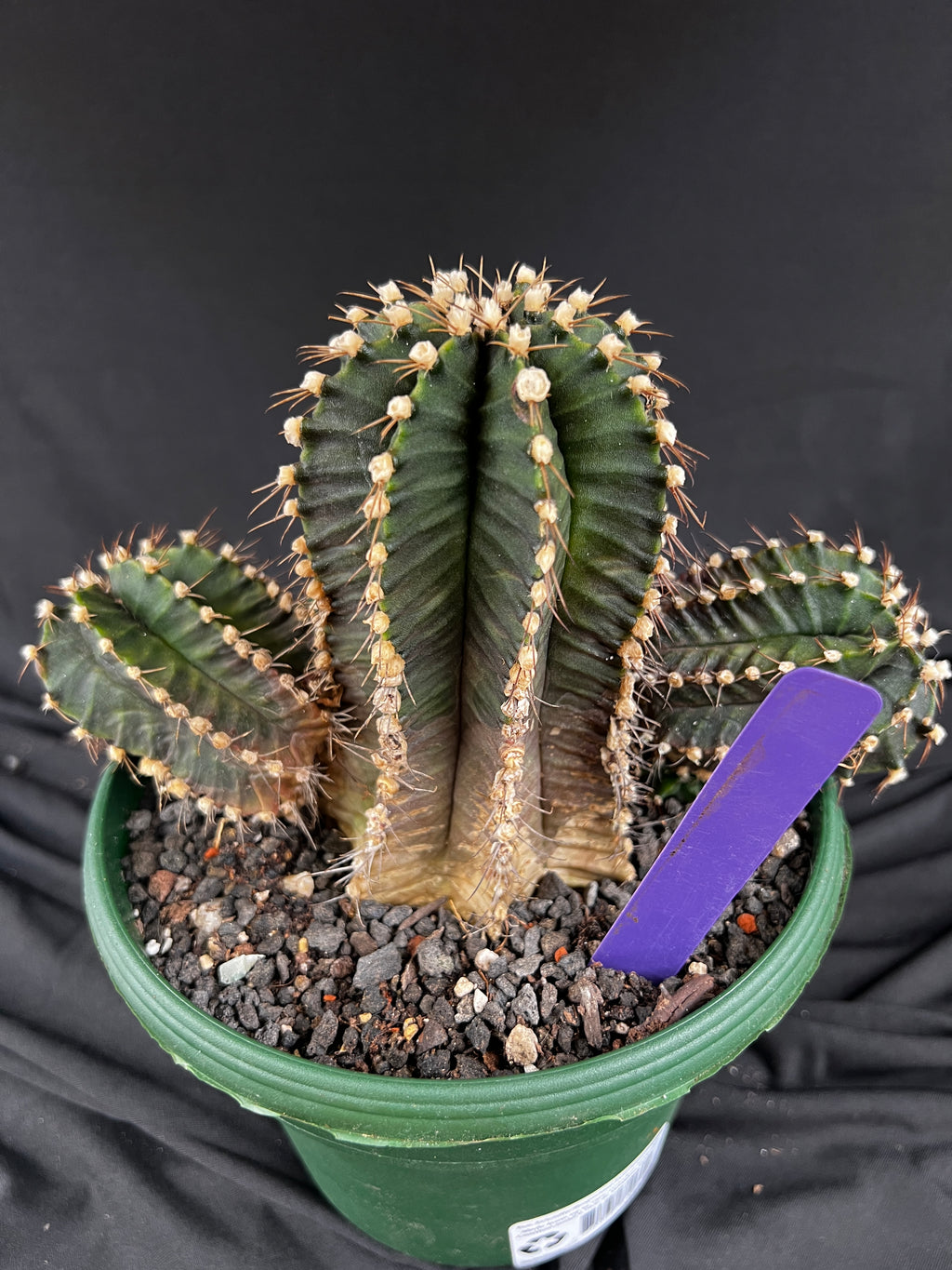 Gymnocalycium Friedrichii cv. VOS 1241 - 'Jet Plane' - 1099