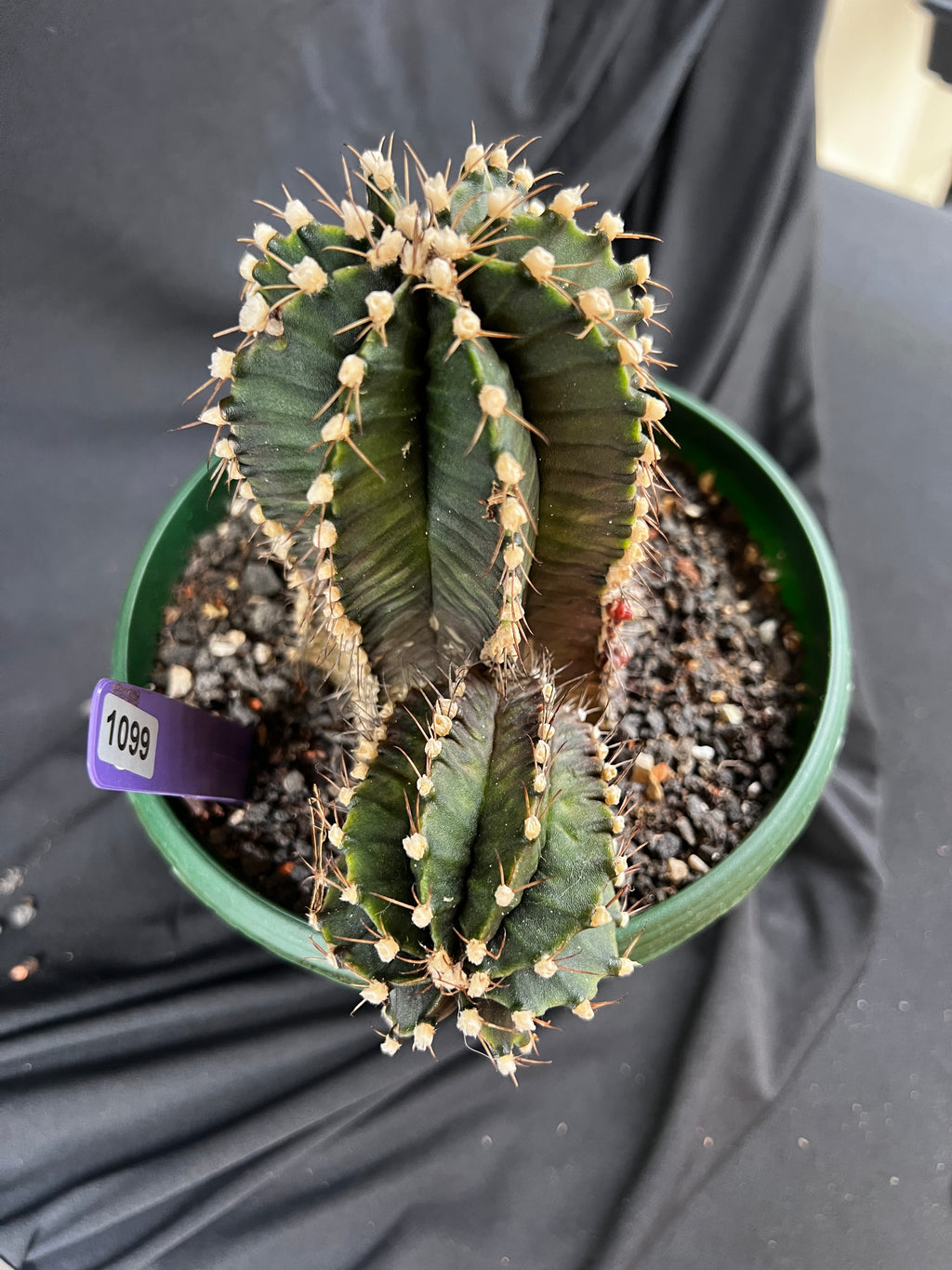 Gymnocalycium Friedrichii cv. VOS 1241 - 'Jet Plane' - 1099