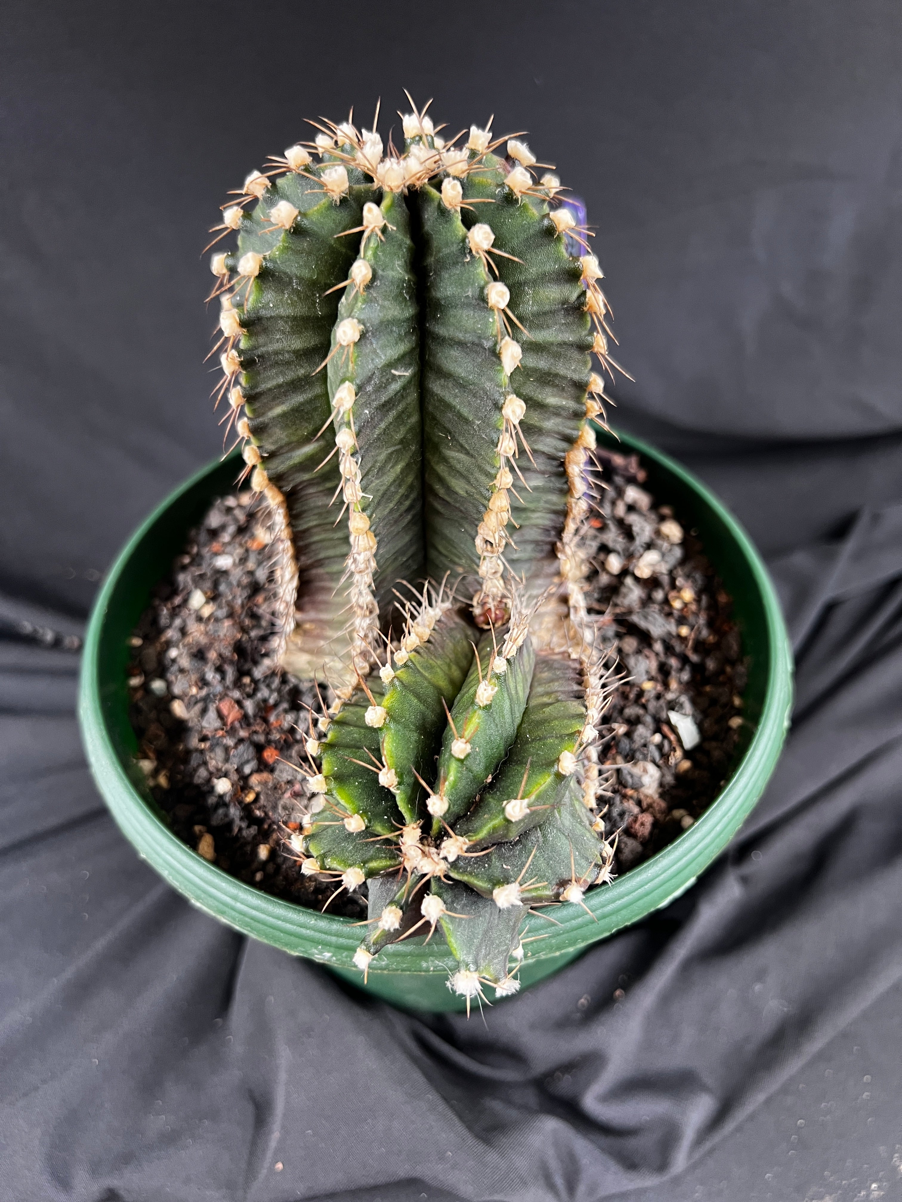 Gymnocalycium Friedrichii cv. VOS 1241 - 'Jet Plane' - 1099