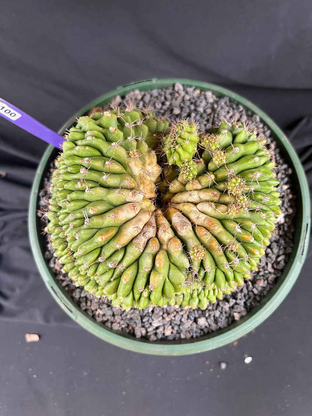Gymnocalycium Cristata - 1100