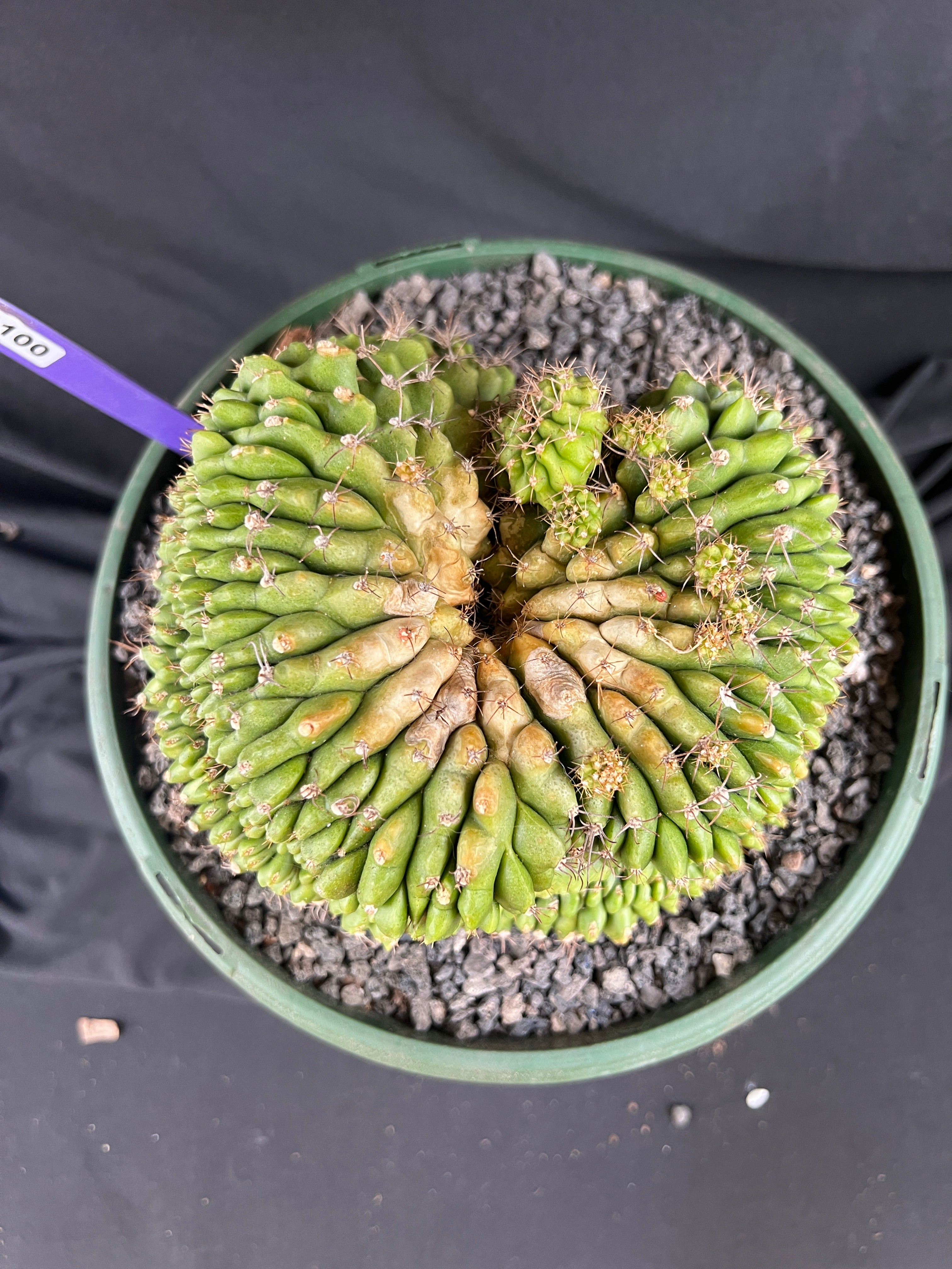 Gymnocalycium Cristata - 1100