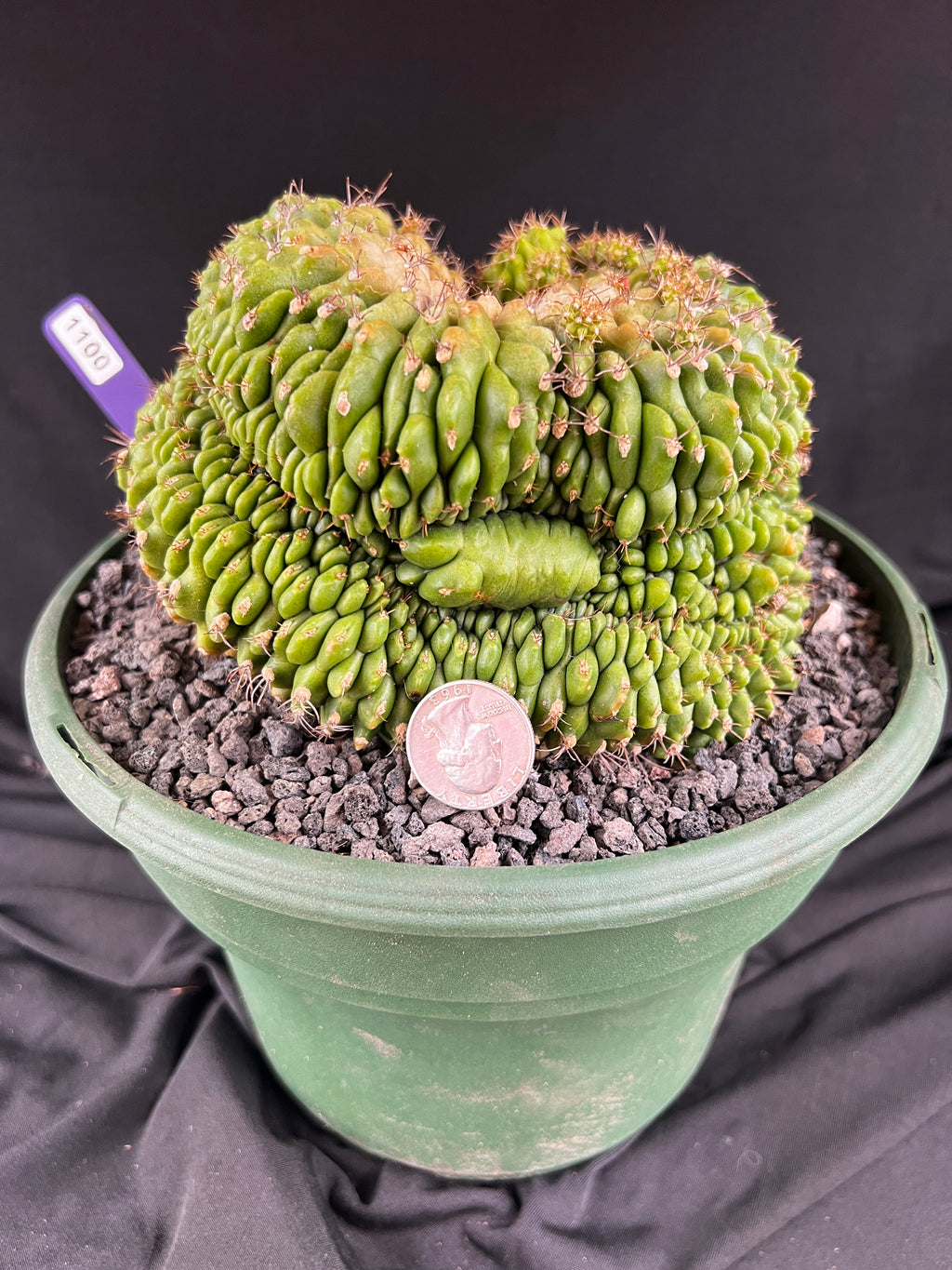 Gymnocalycium Cristata - 1100