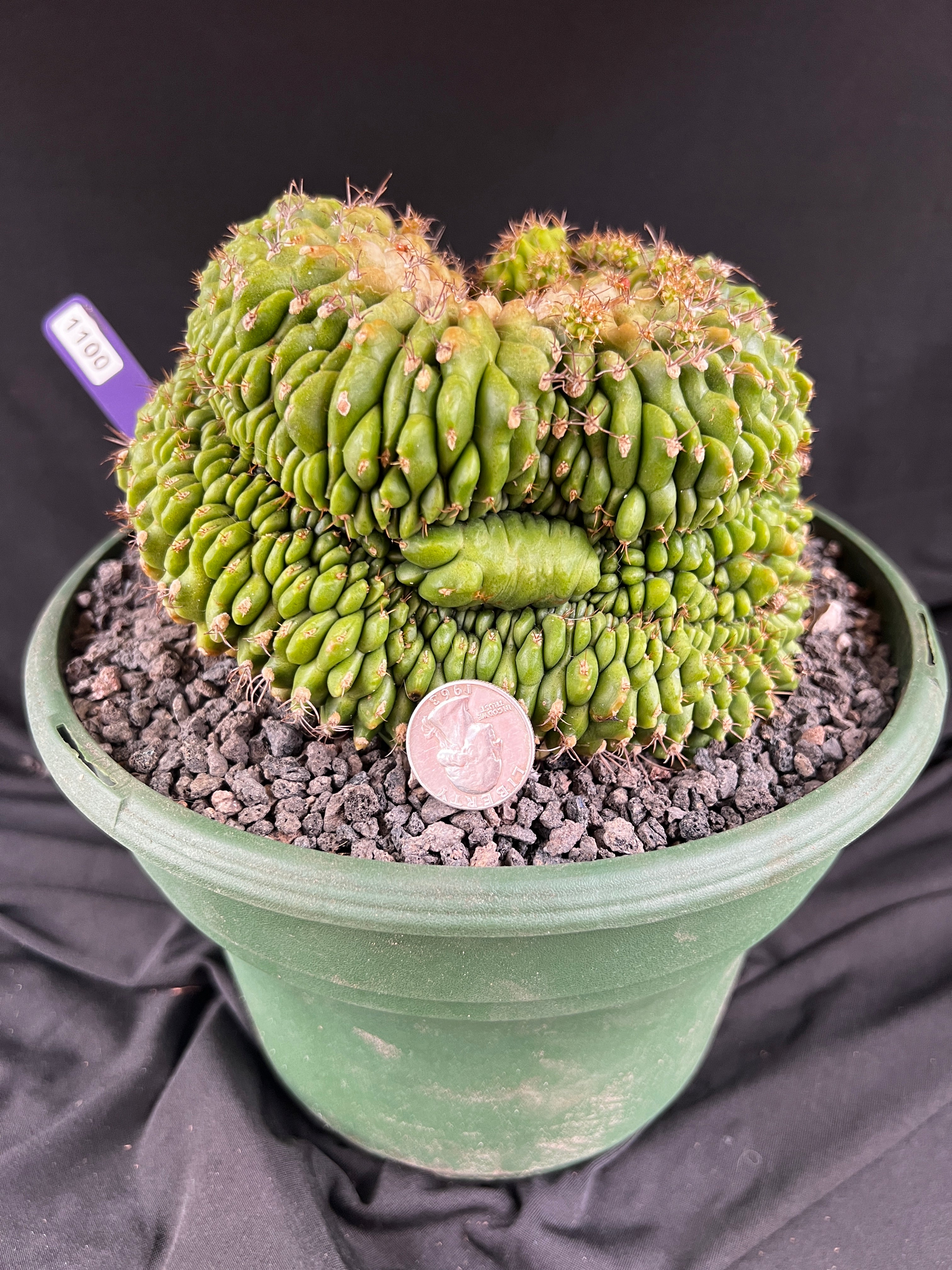 Gymnocalycium Cristata - 1100