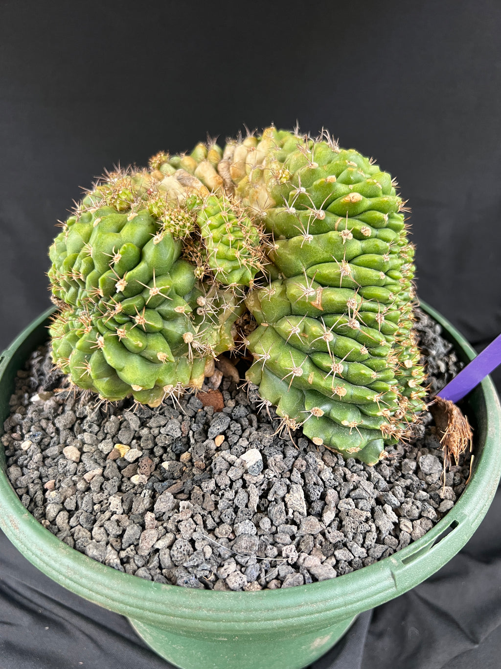 Gymnocalycium Cristata - 1100