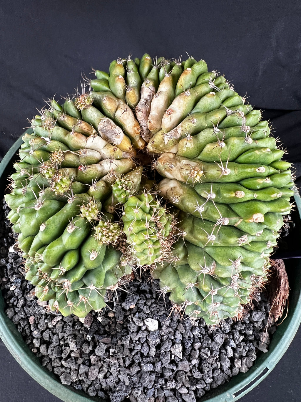 Gymnocalycium Cristata - 1100