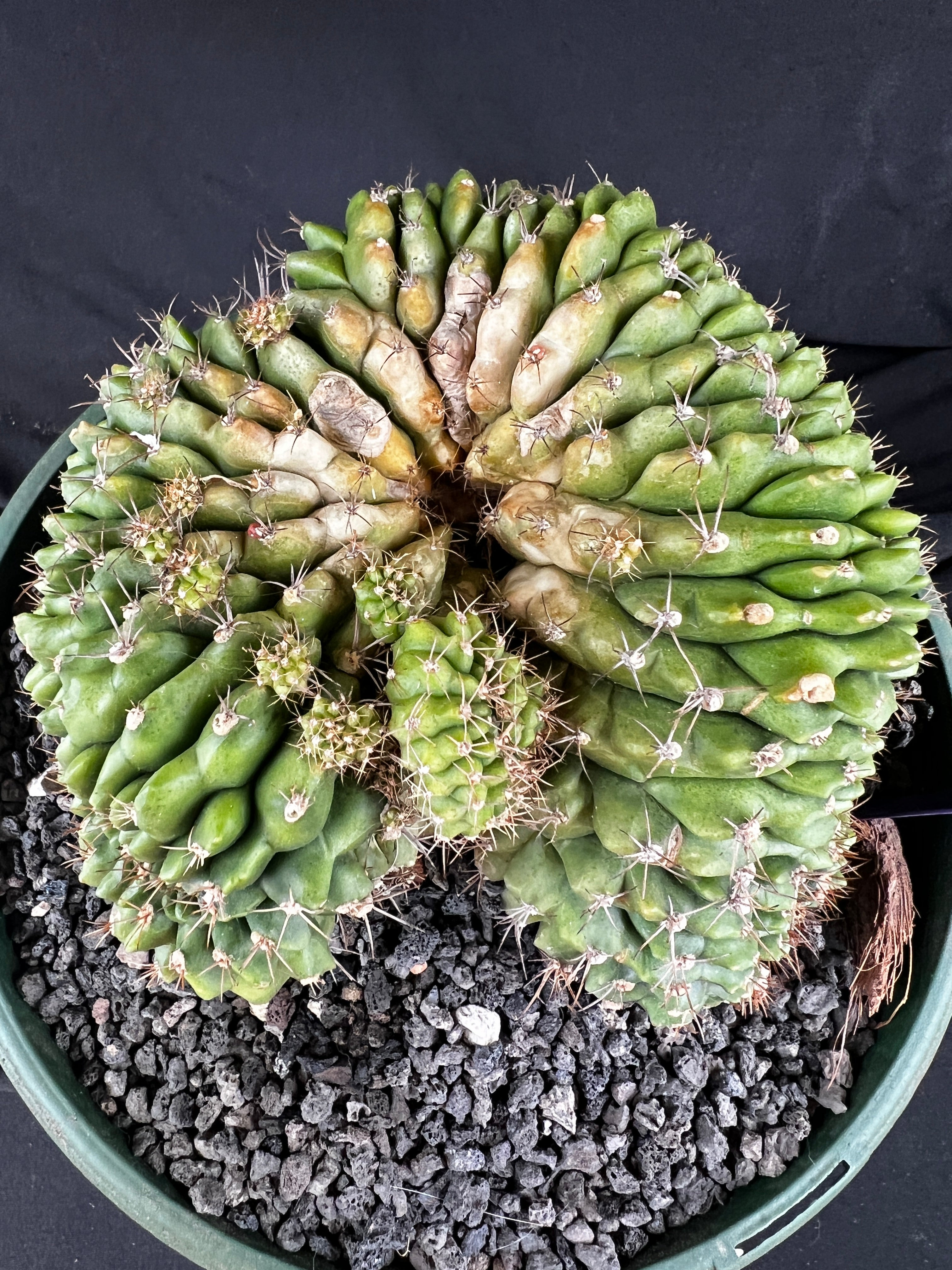 Gymnocalycium Cristata - 1100