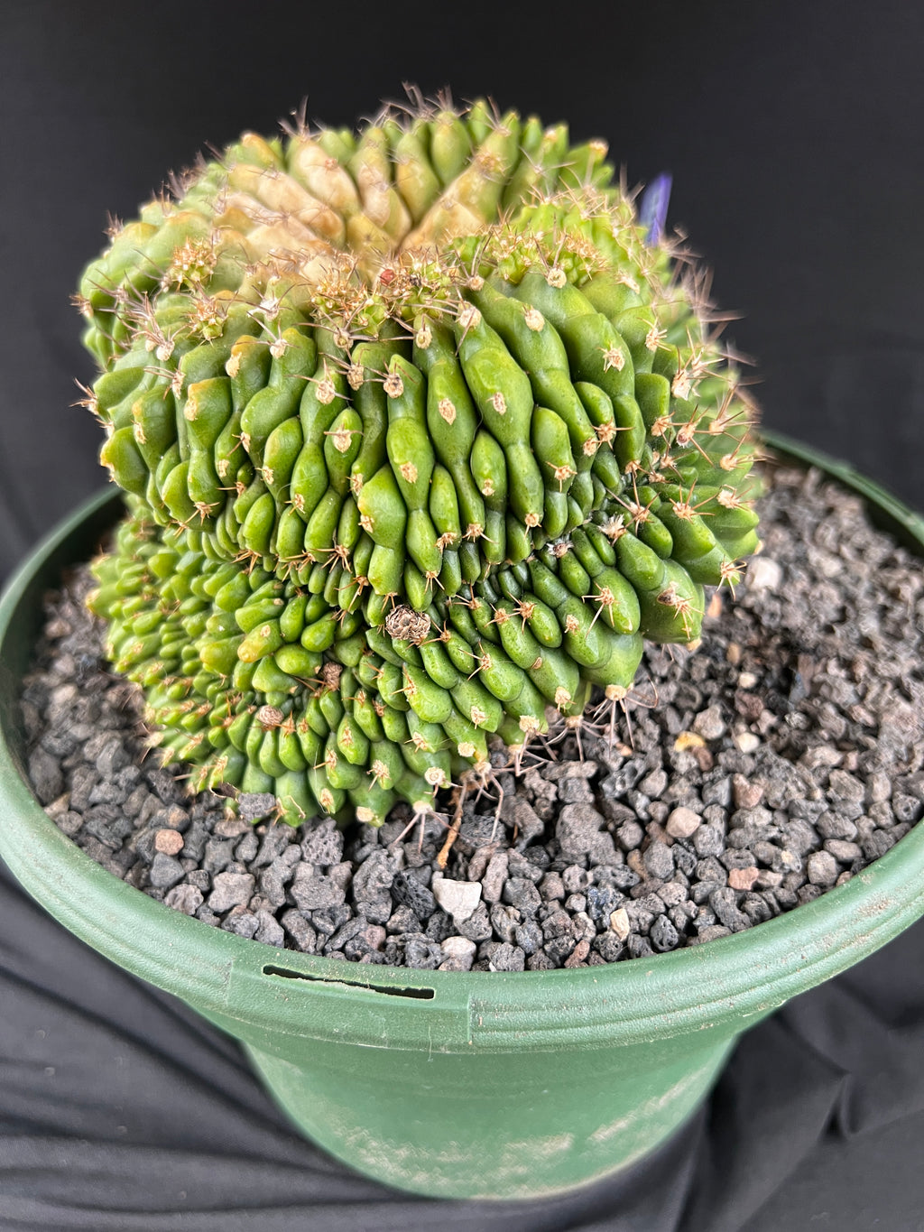 Gymnocalycium Cristata - 1100