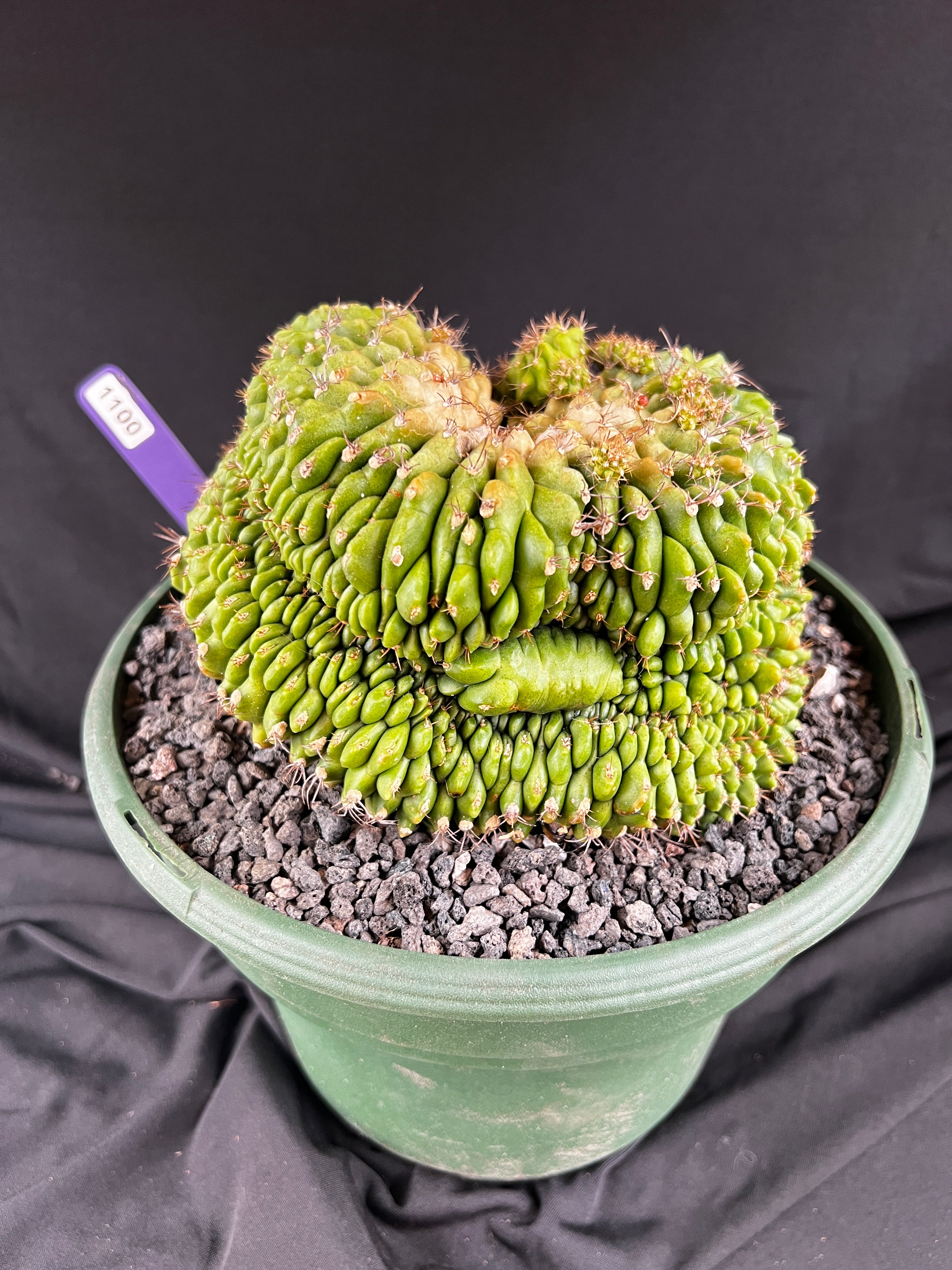 Gymnocalycium Cristata - 1100