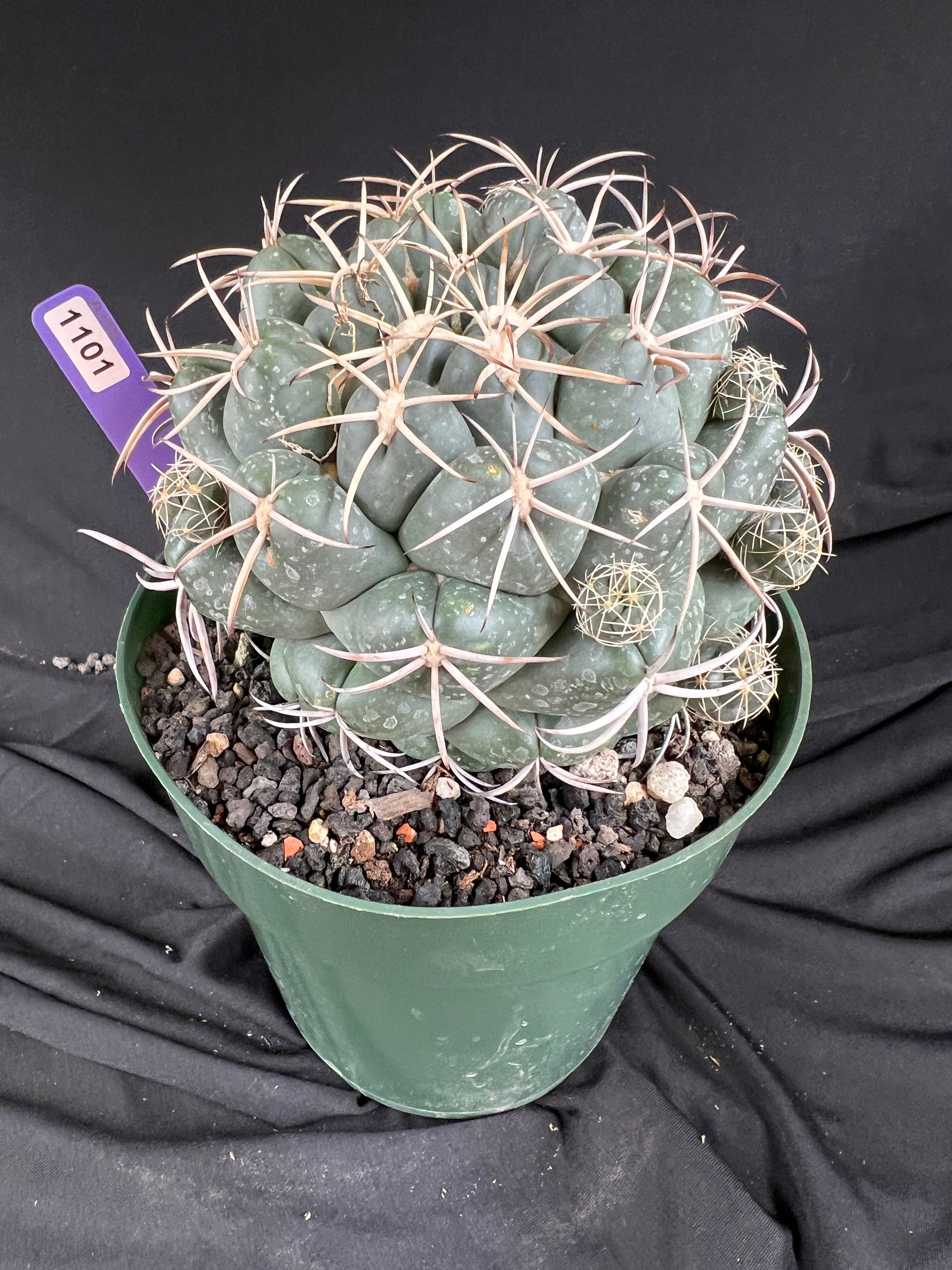 Coryphantha Elephantidens cactus - 1101