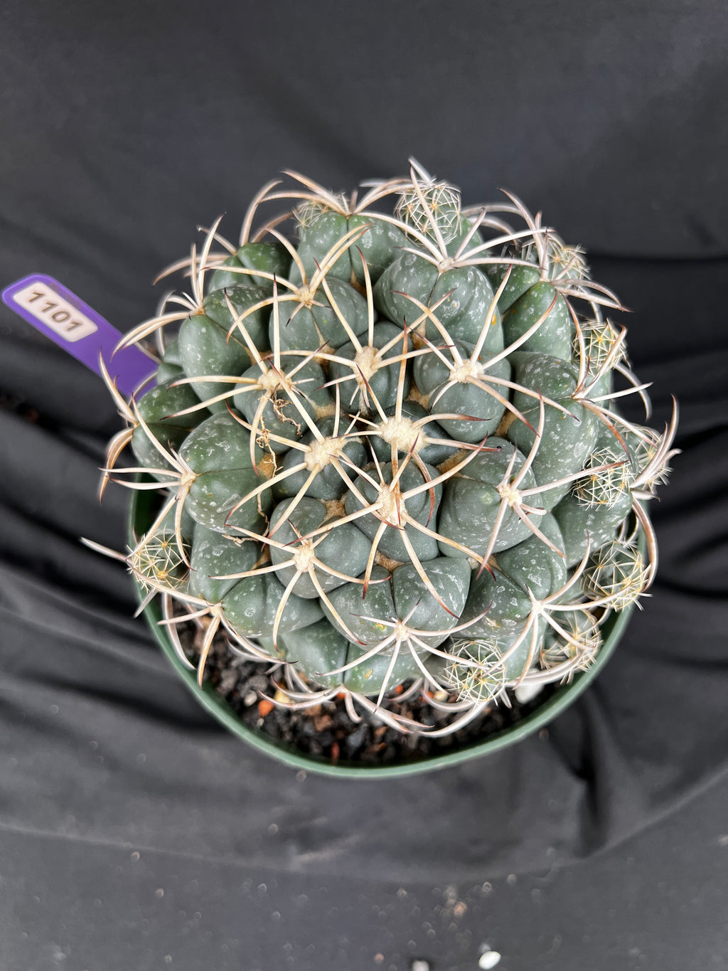 Coryphantha Elephantidens cactus - 1101