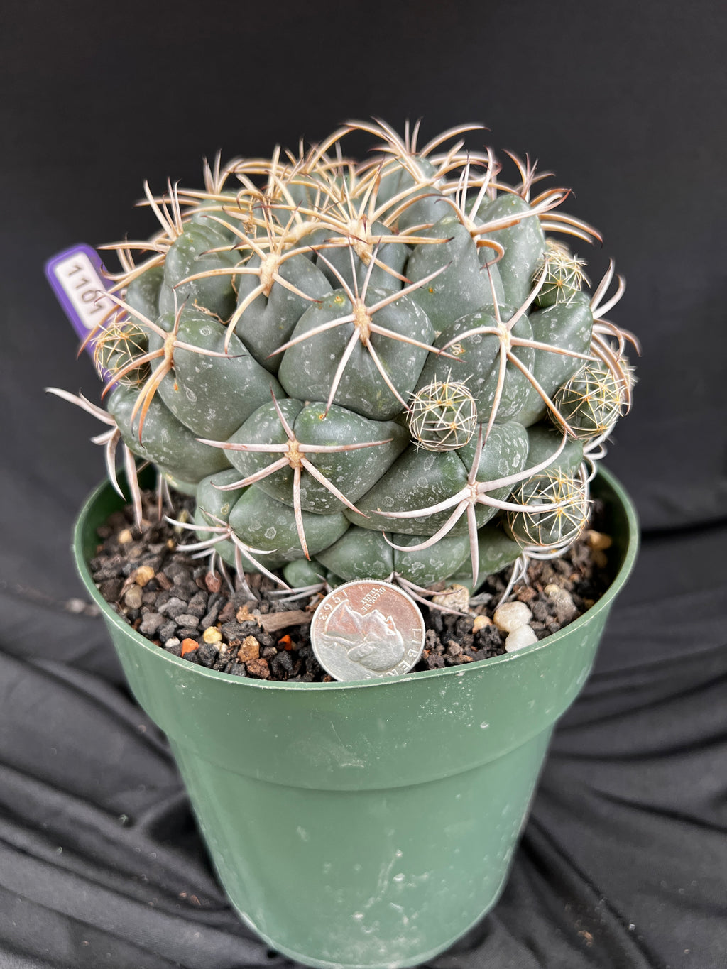 Coryphantha Elephantidens cactus - 1101