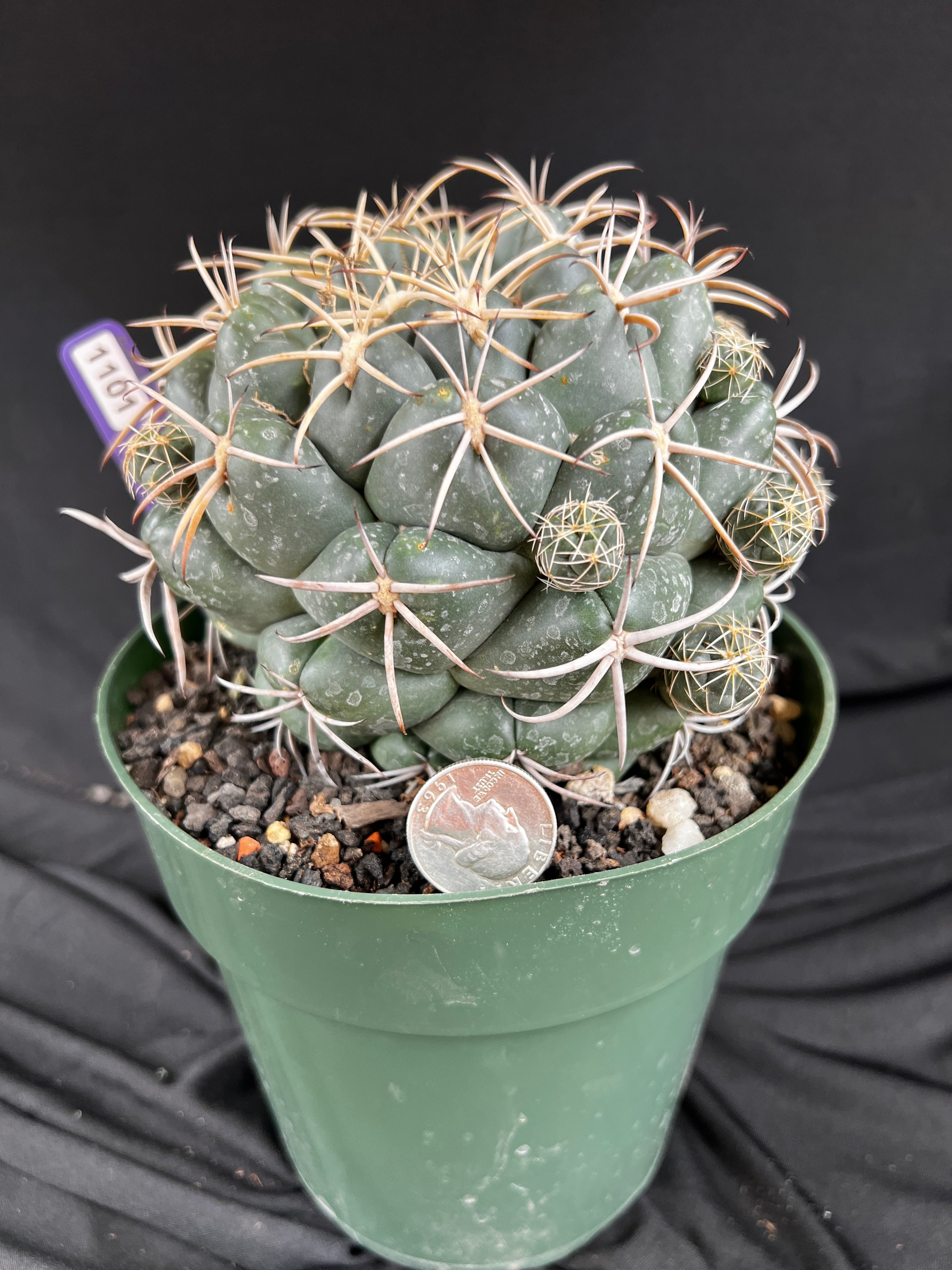 Coryphantha Elephantidens cactus - 1101
