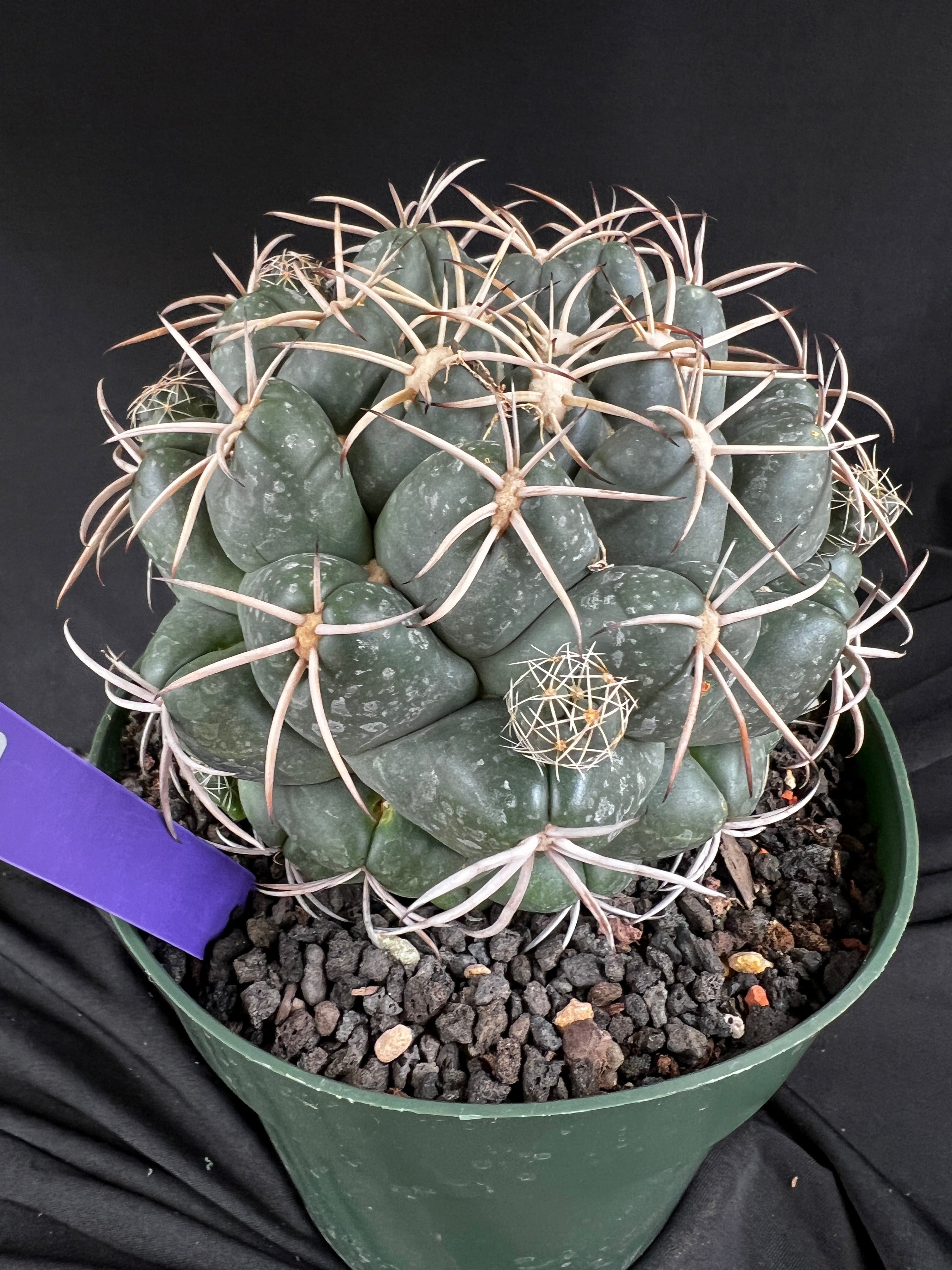 Coryphantha Elephantidens cactus - 1101