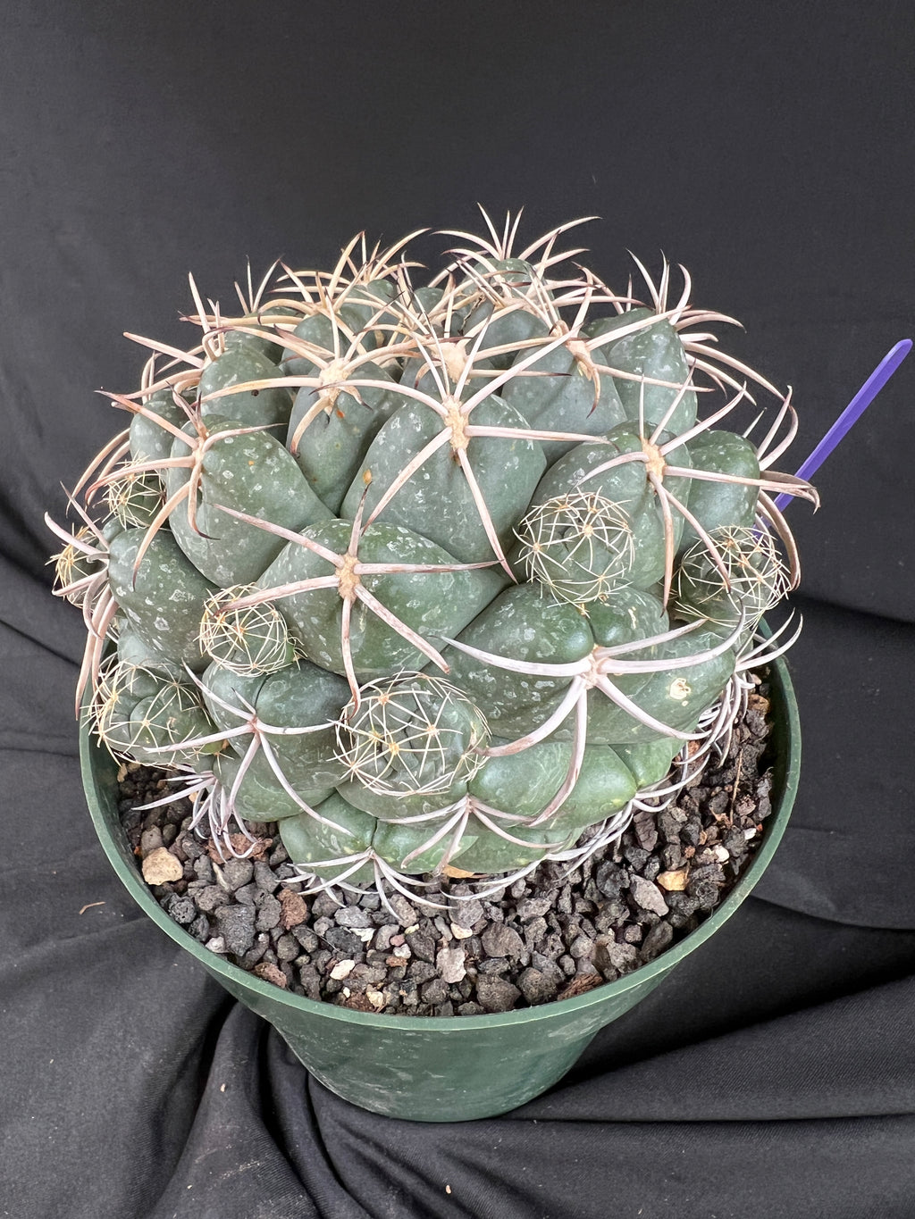 Coryphantha Elephantidens cactus - 1101