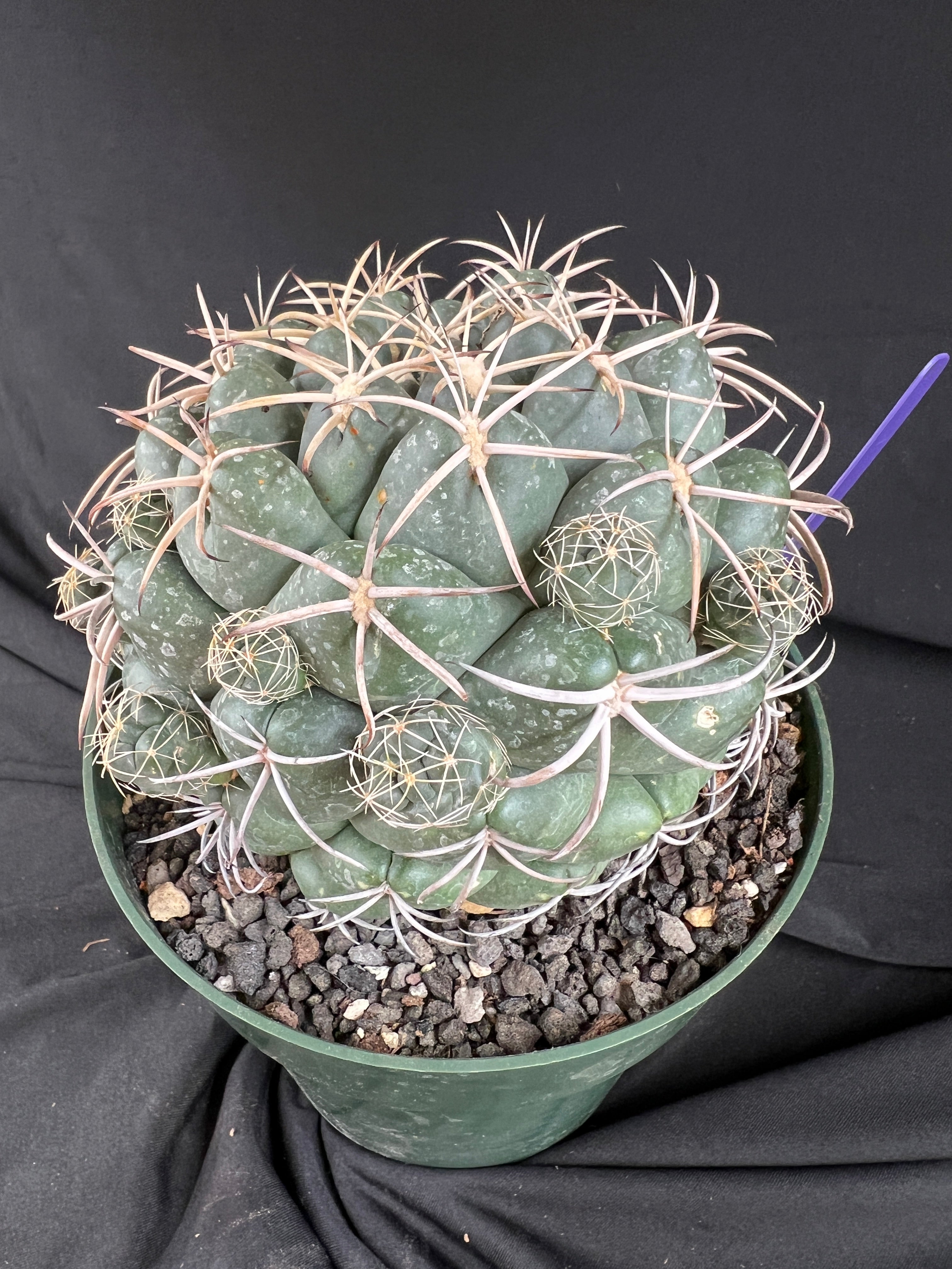 Coryphantha Elephantidens cactus - 1101