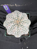 Astrophytum Asterias cv. Superkabuto cactus - 1102