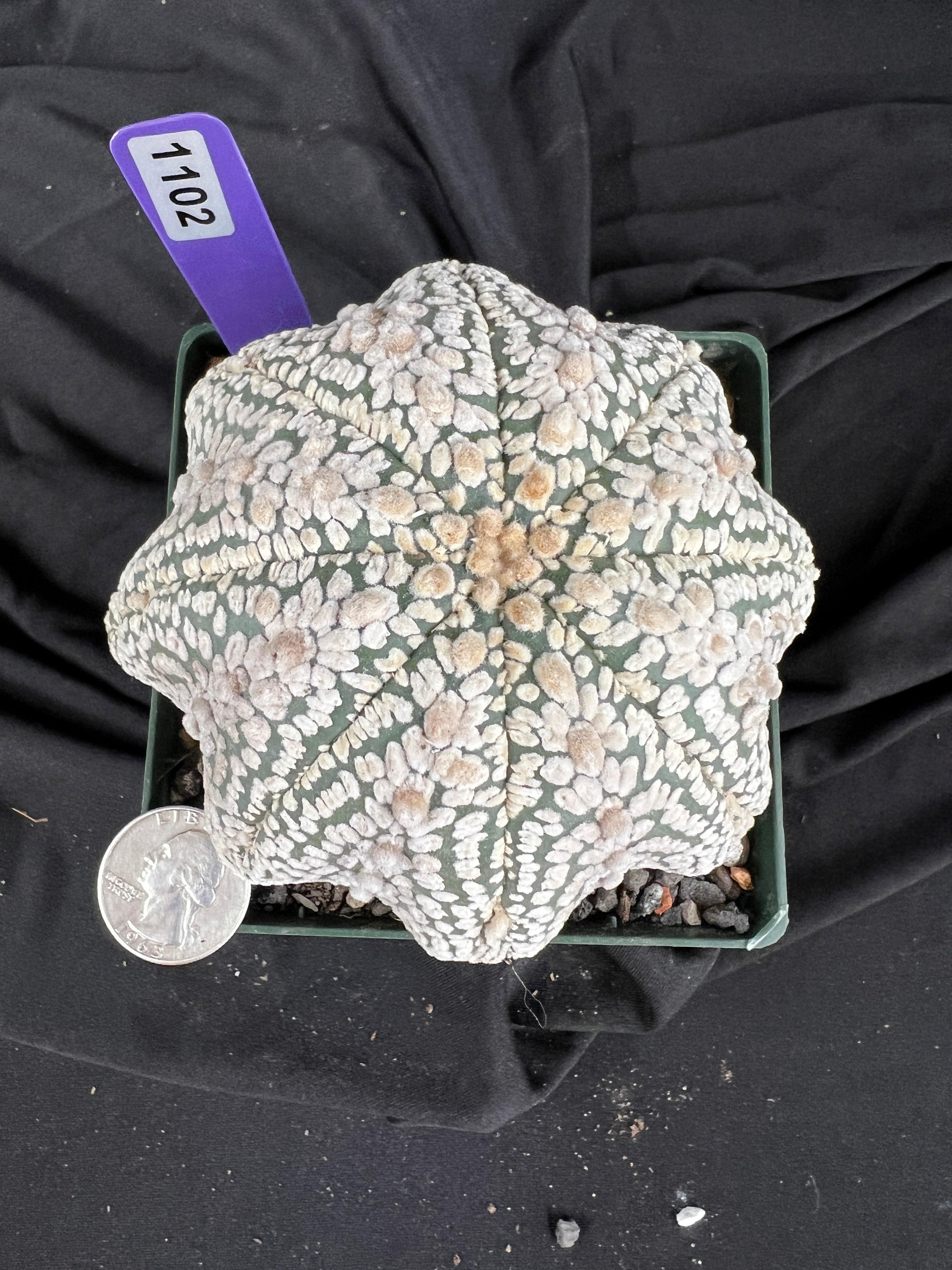 Astrophytum Asterias cv. Superkabuto cactus - 1102