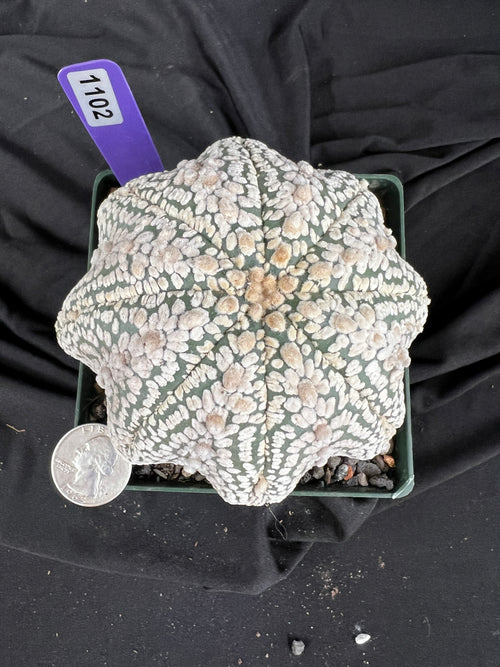 Astrophytum Asterias cv. Superkabuto cactus - 1102