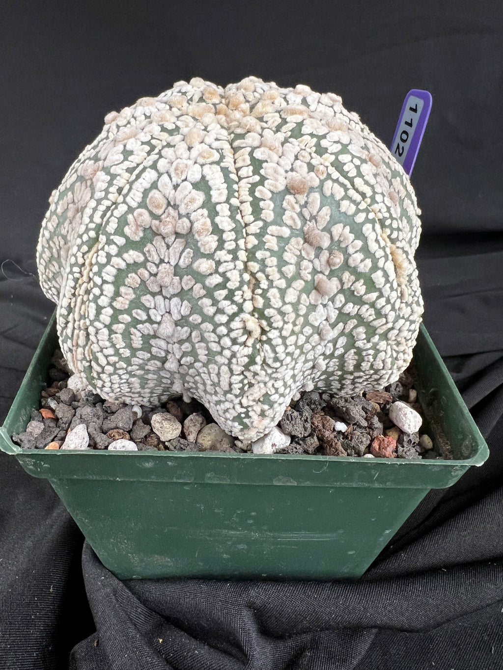 Astrophytum Asterias cv. Superkabuto cactus - 1102