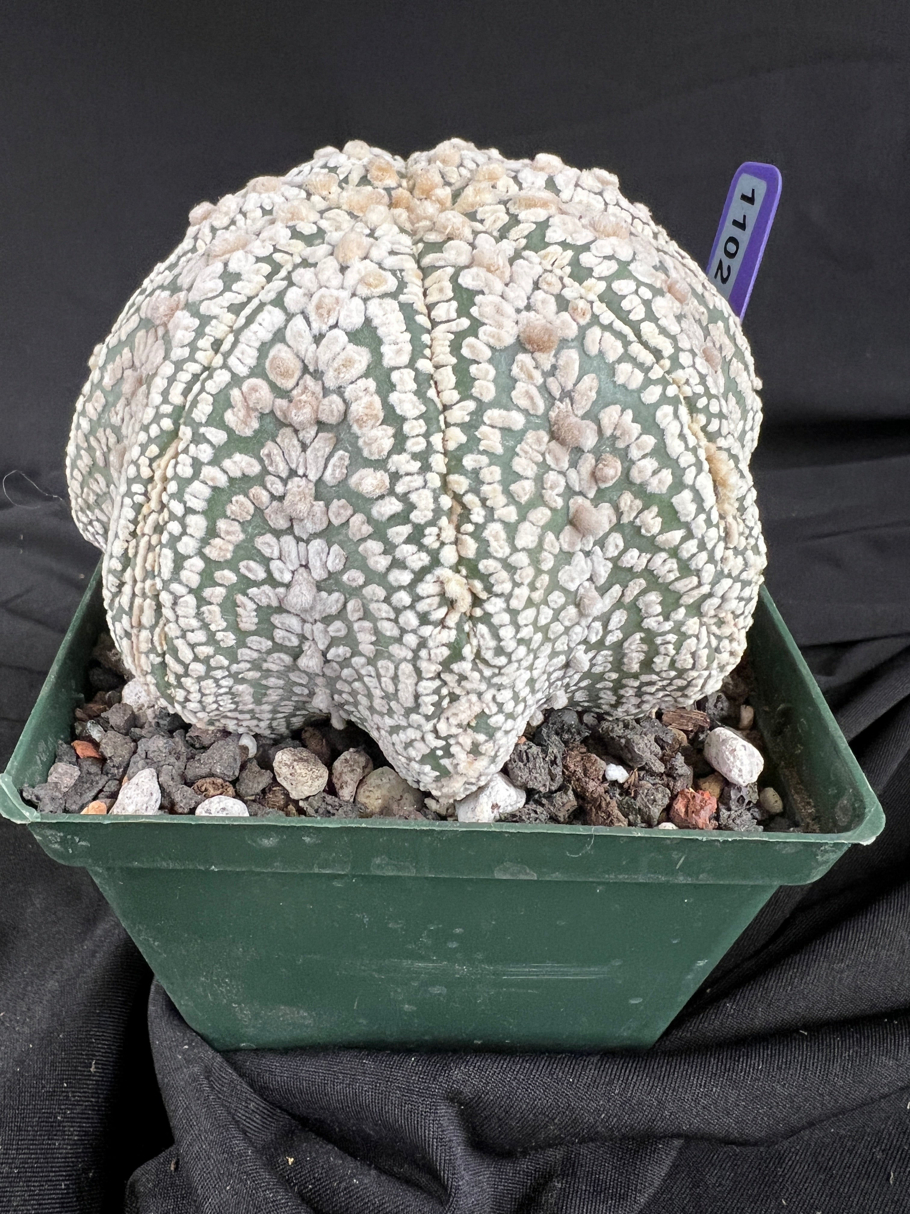 Astrophytum Asterias cv. Superkabuto cactus - 1102