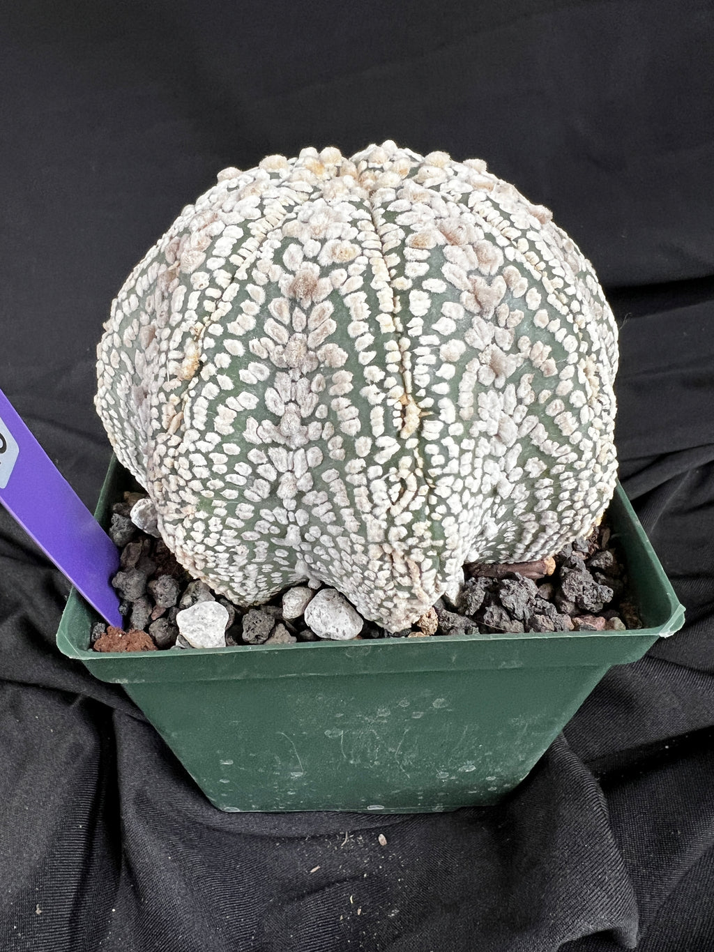 Astrophytum Asterias cv. Superkabuto cactus - 1102