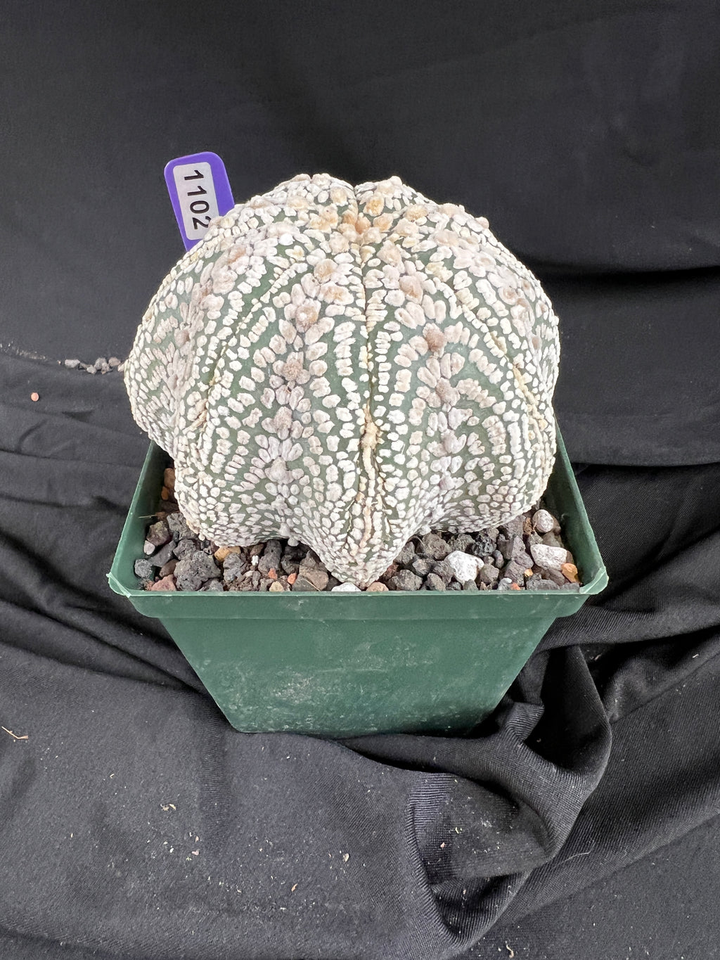 Astrophytum Asterias cv. Superkabuto cactus - 1102
