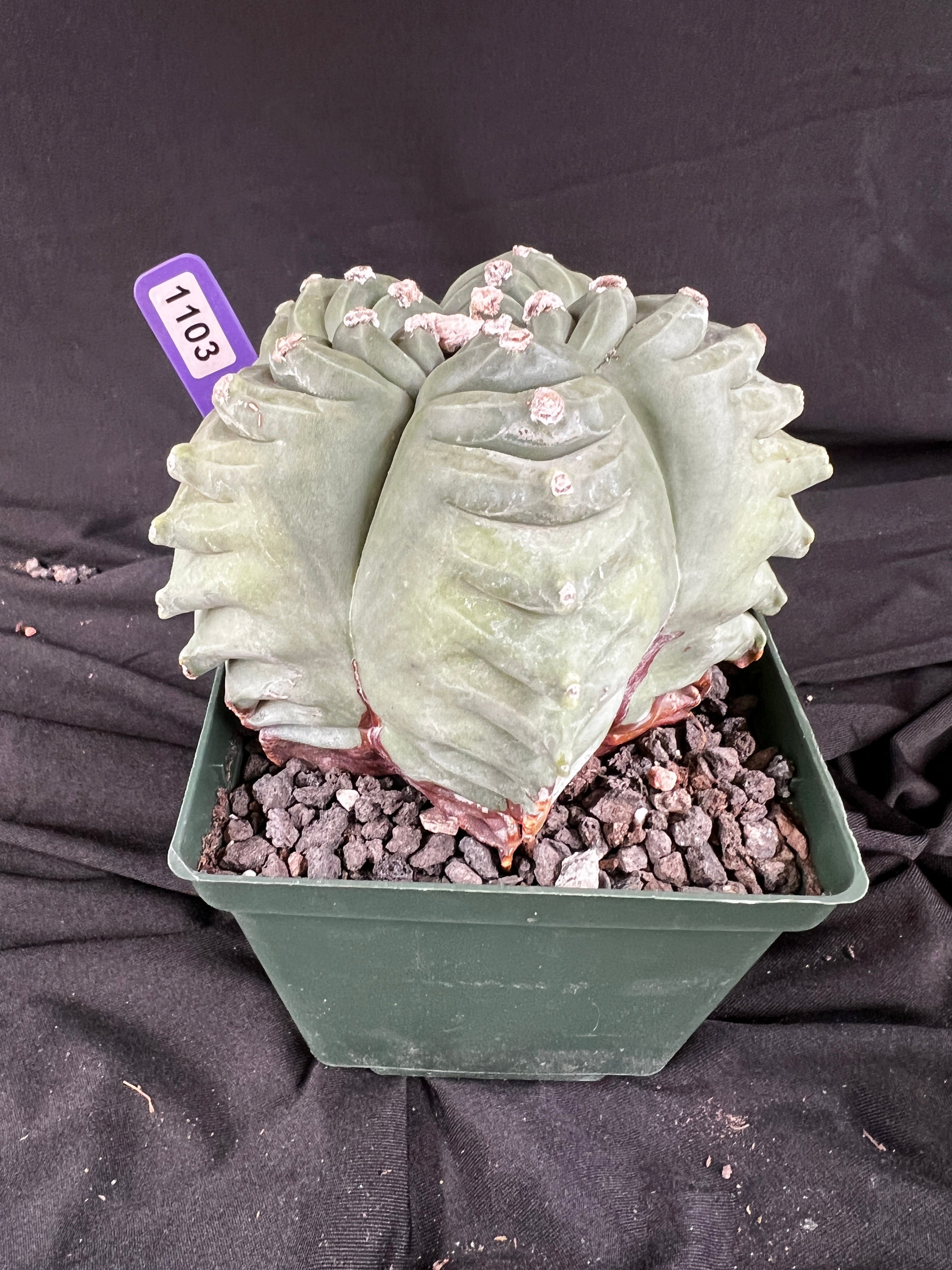 Astrophytum Myriostigma cv. Kikko 'Stacker' cactus - 1103
