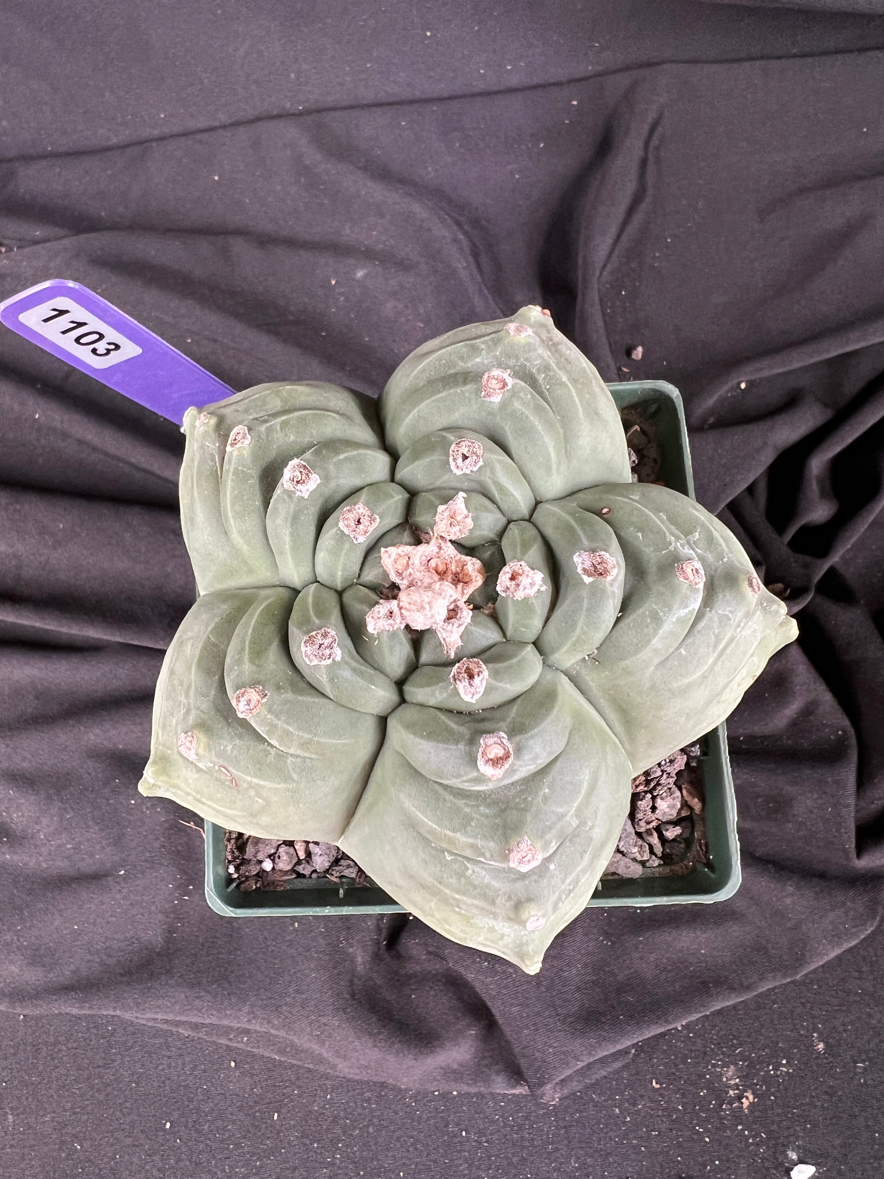 Astrophytum Myriostigma cv. Kikko 'Stacker' cactus - 1103