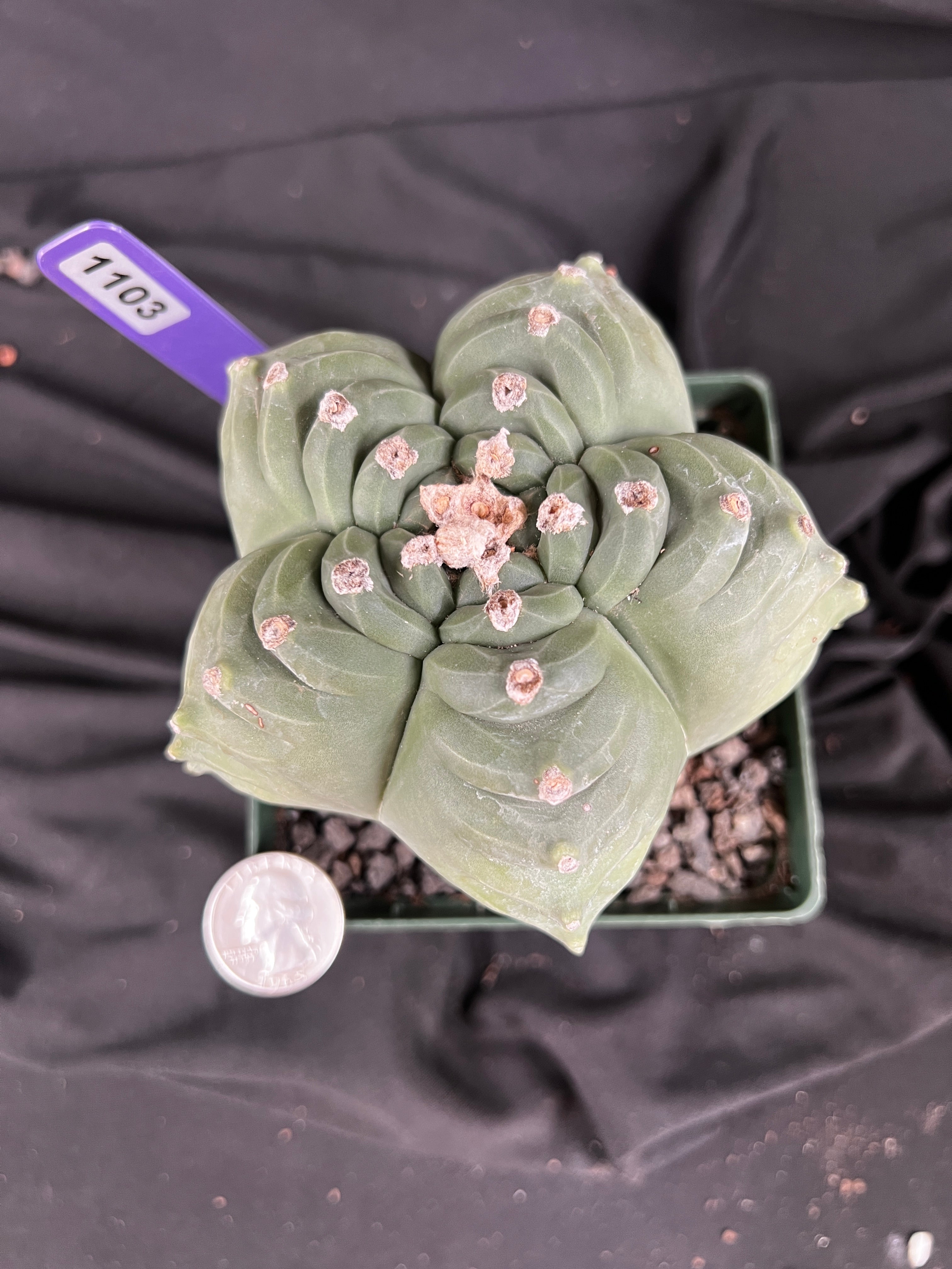 Astrophytum Myriostigma cv. Kikko 'Stacker' cactus - 1103