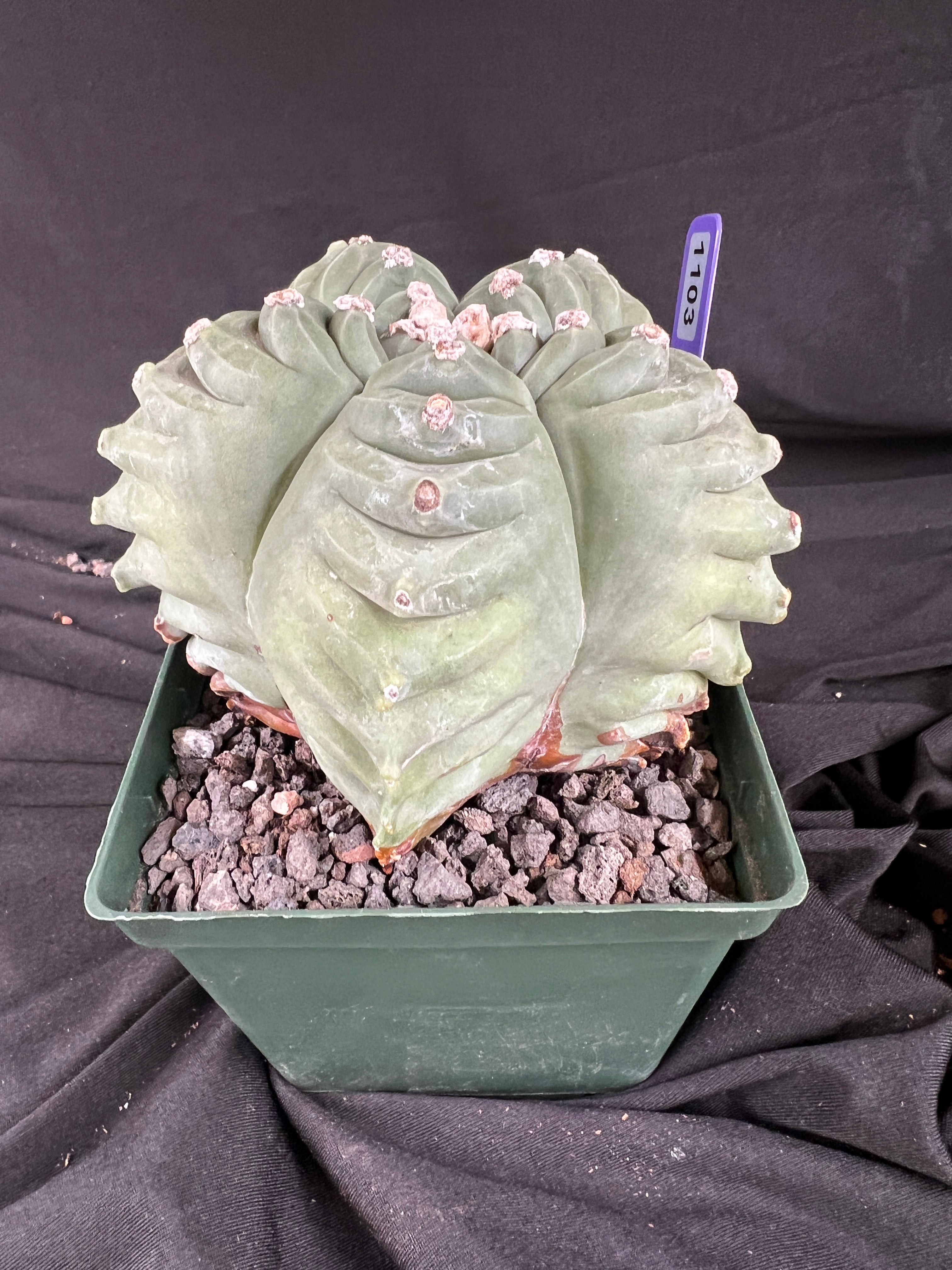 Astrophytum Myriostigma cv. Kikko 'Stacker' cactus - 1103