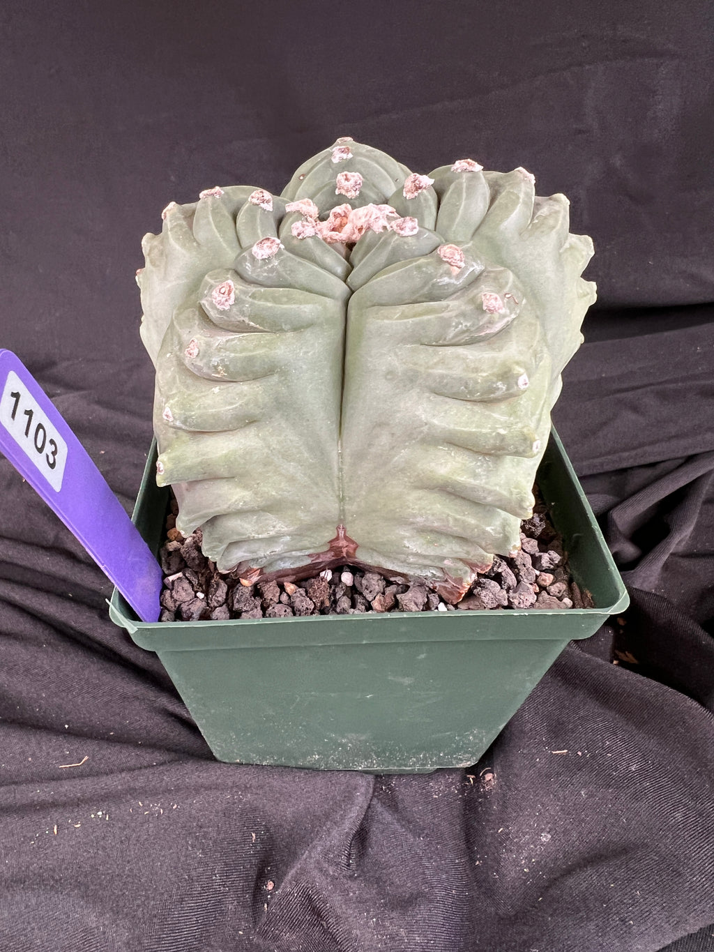 Astrophytum Myriostigma cv. Kikko 'Stacker' cactus - 1103