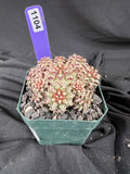 Gymnocalycium Mihanovichii cv. Hot Pink Clone cactus - 1104